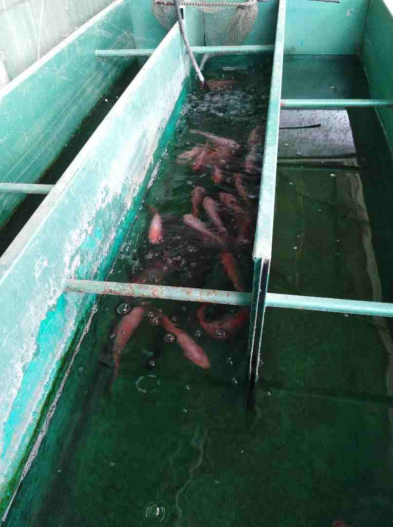 سمك المشت الاحمربالجملة للبيع
لا تنسَ أنك شاهدت هذا الإعلان في عنكبوت
1) سمك للاكل حجم 350 غرام ا...