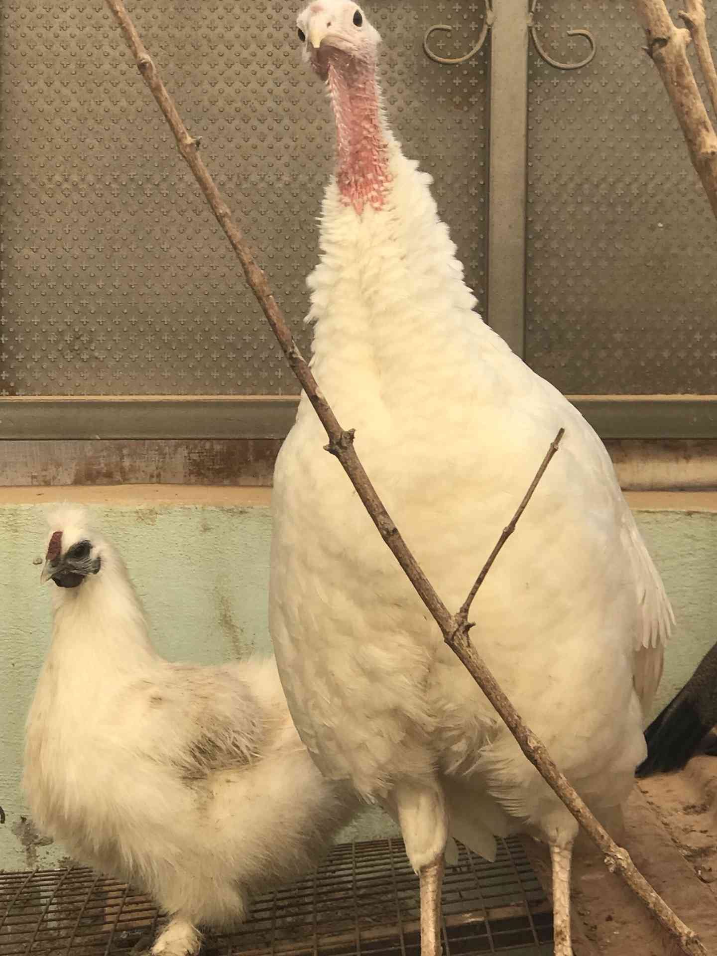 حبشه فرنسي ابيض حجم جامبو دجاجه مصوفه
لا تنسَ أنك شاهدت هذا الإعلان في عنكبوت
عمر 8 شه...