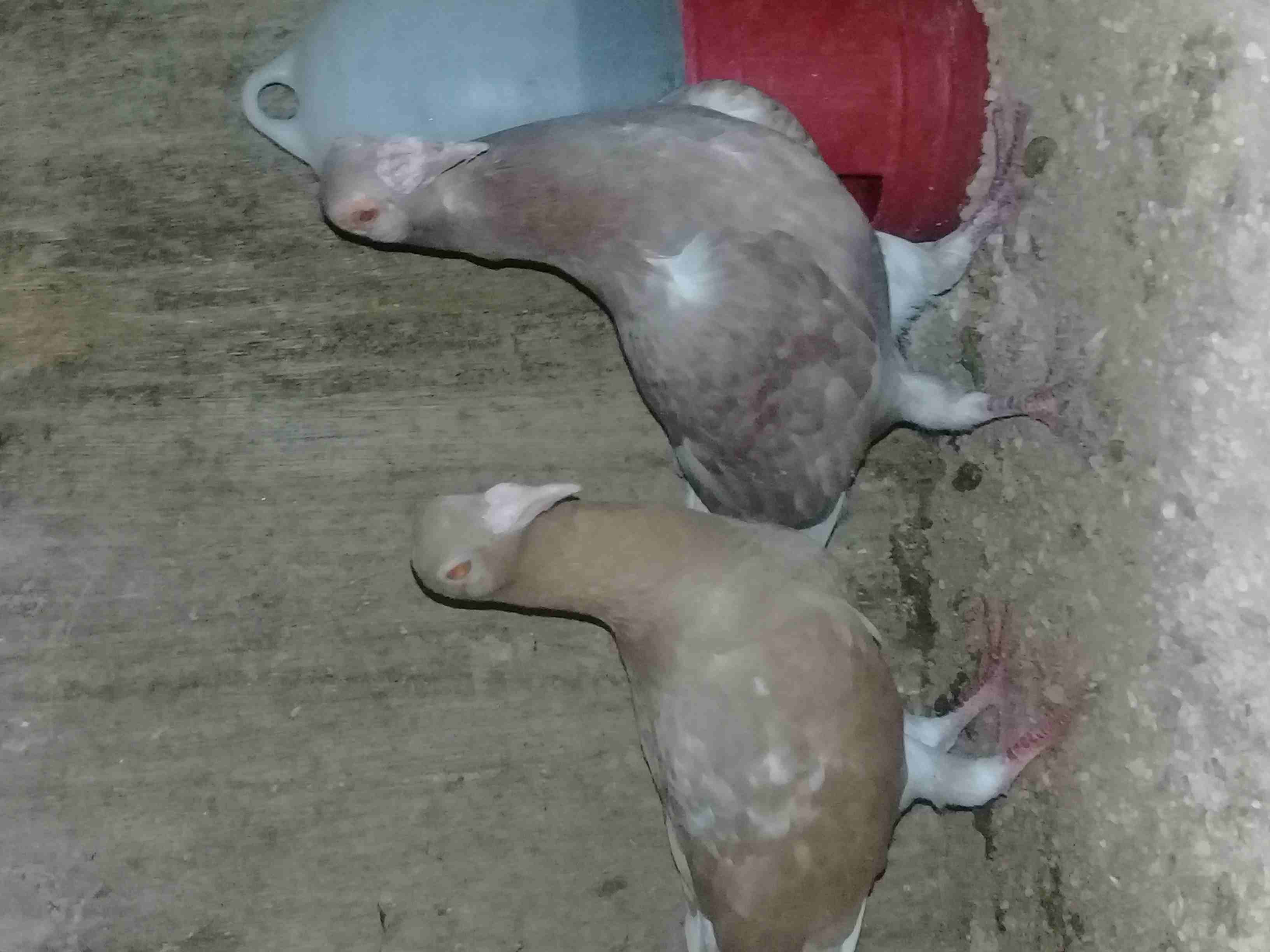 ثلاث جواز بغادنة نخب
لا تنسَ أنك شاهدت هذا الإعلان في عنكبوت
جوز ابيض وجوز اصفر وجوز الفحل ازرق و...