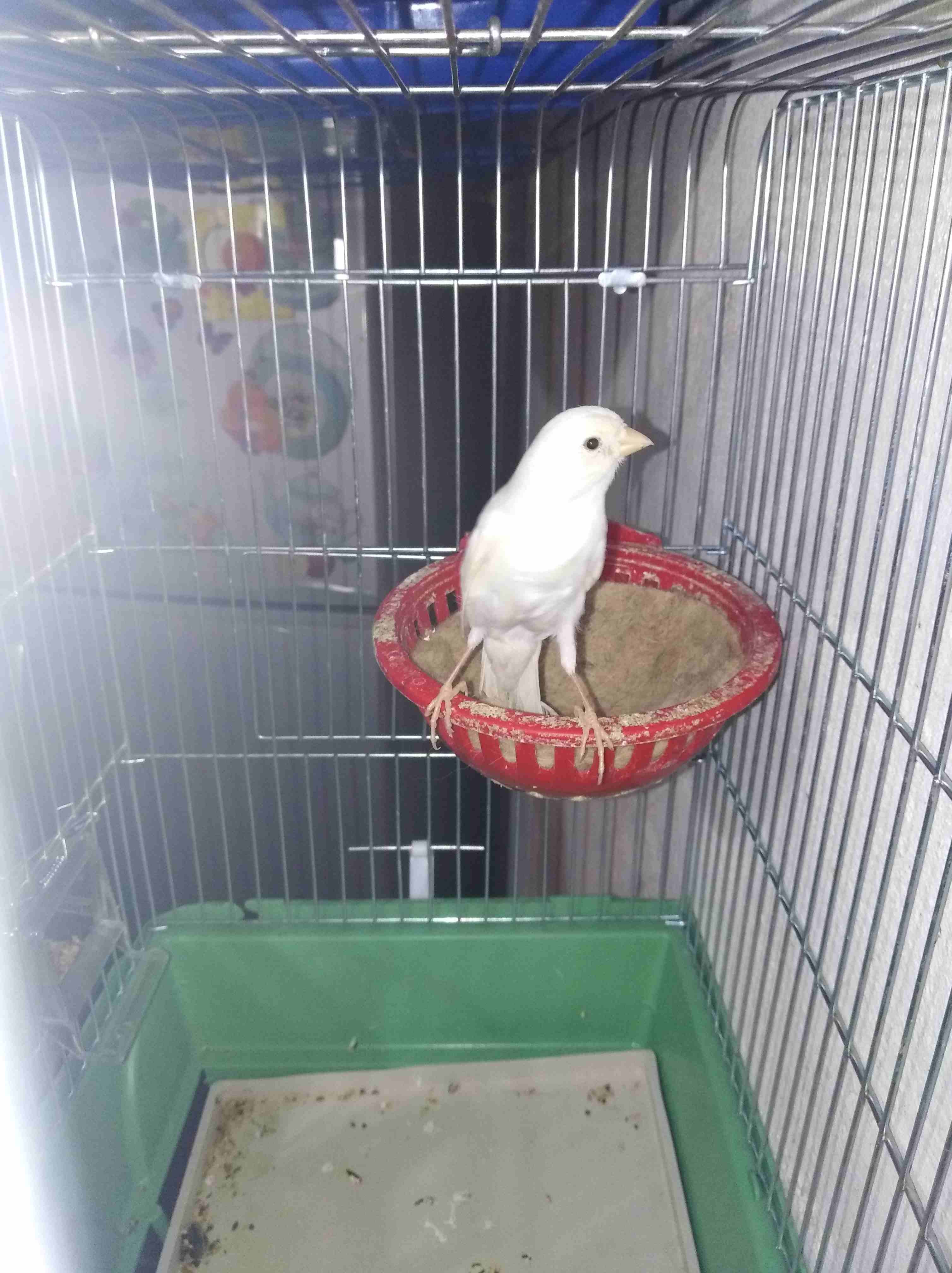 طيره كنار بيضاء حبه رفيعه طويله حبه بلديه طيره ماااااده وبتلم خيطان للبيع
لا تنسَ أنك شاهدت هذا الإعلان في عنكبوت...