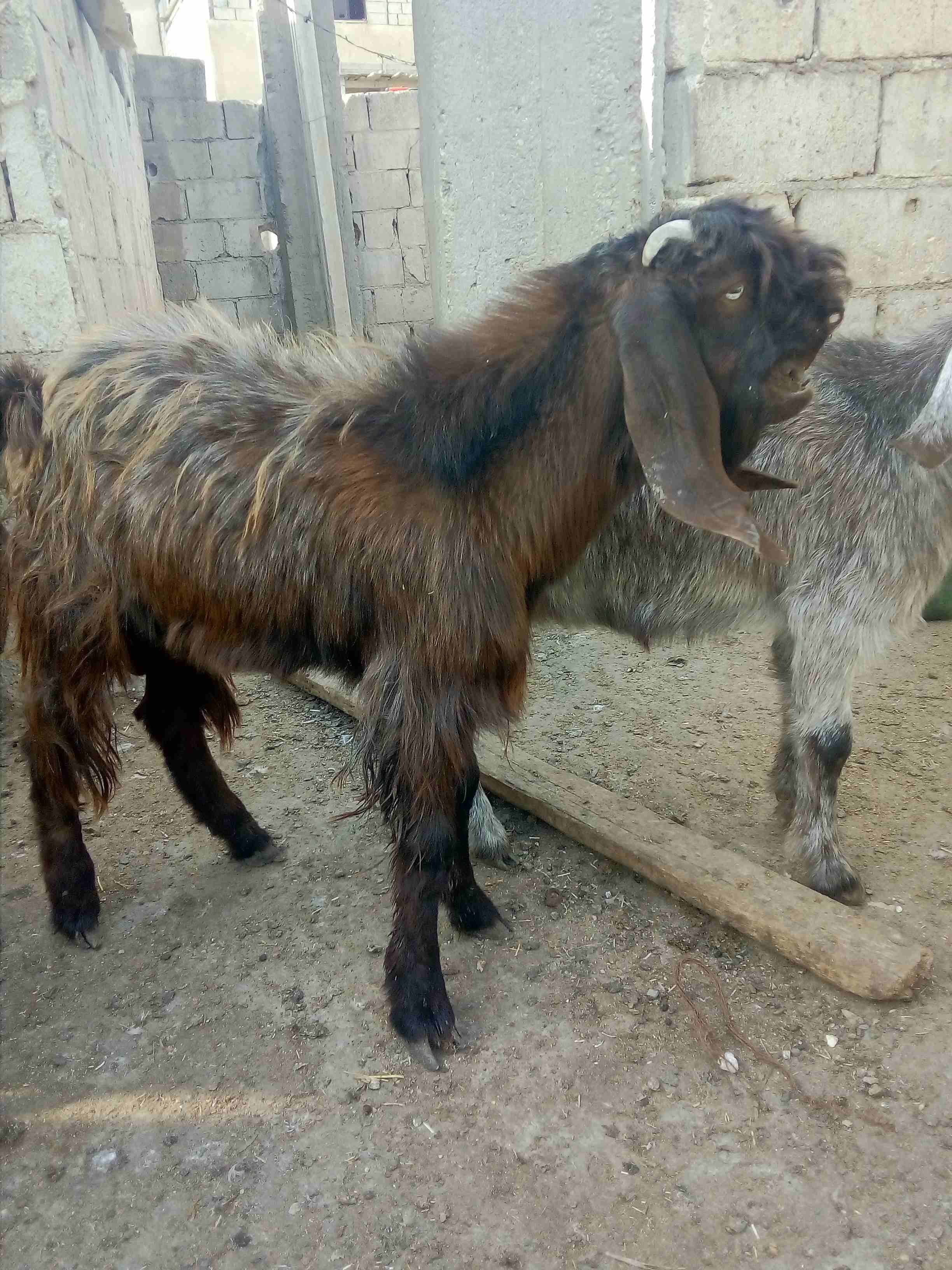 جدي ثني شامي نخب أول هداد لبدل غنم
لا تنسَ أنك شاهدت هذا الإعلان في عنكبوت
جدي ثني شامي نخب أول...