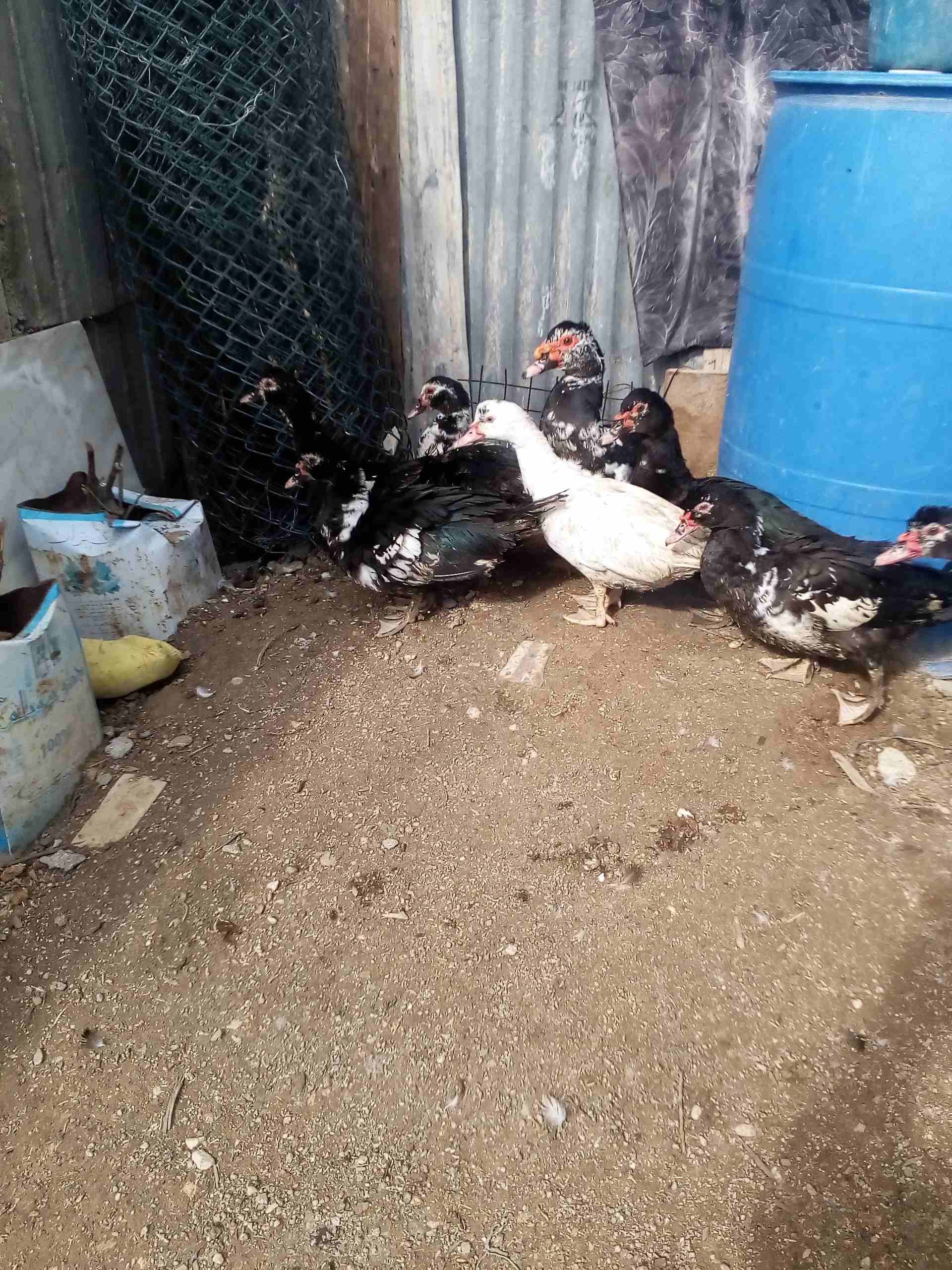 يوجد بط للبيع
لا تنسَ أنك شاهدت هذا الإعلان في عنكبوت
يوجد بط نوع مكسوفي للبيع 3ذكور و5 اناثي بسع...
