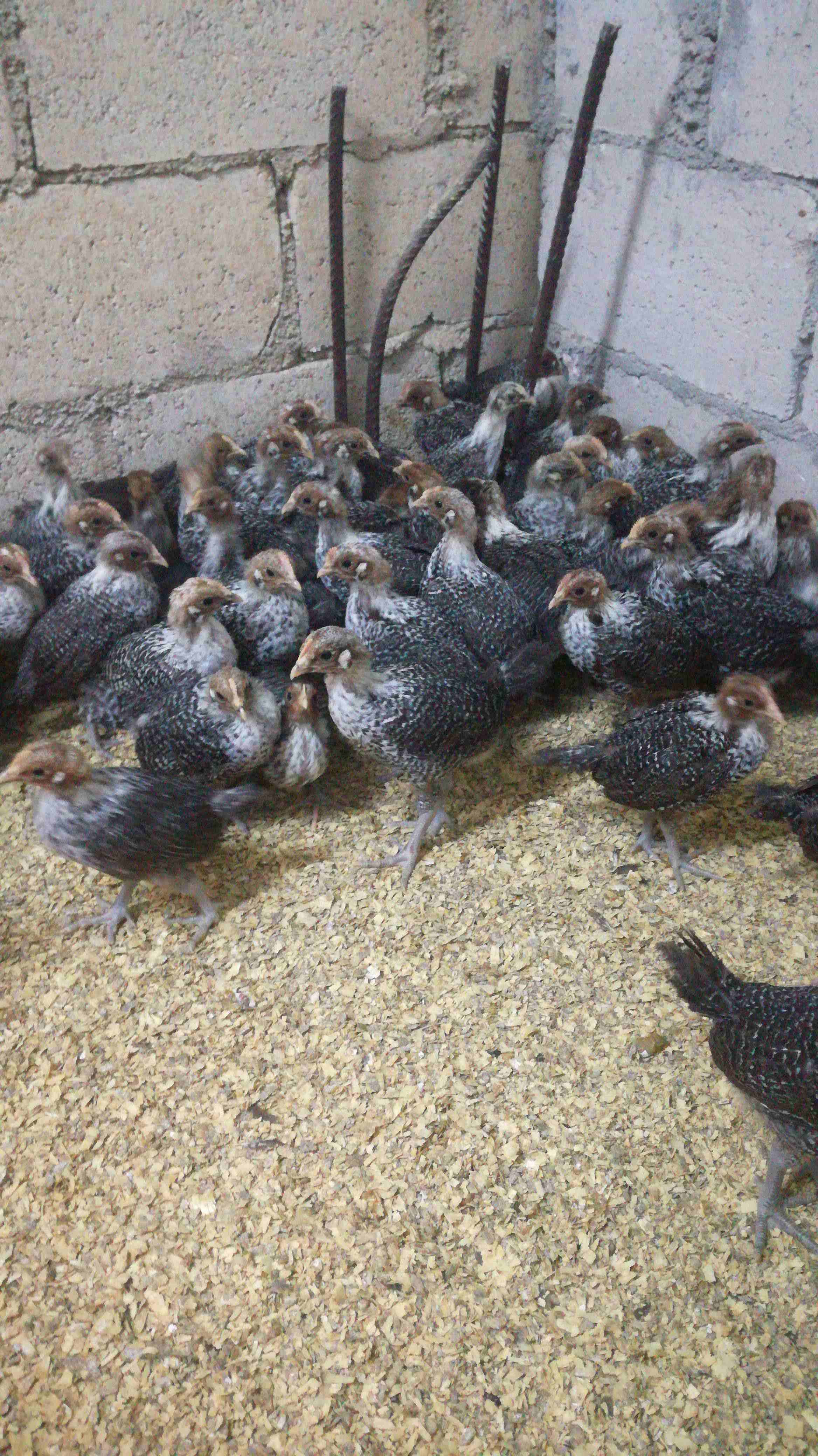 صيصان فيومي عمر 28 يوم
لا تنسَ أنك شاهدت هذا الإعلان في عنكبوت
يوجد صيصان عمر28 يوم
عدد 305 حبات...