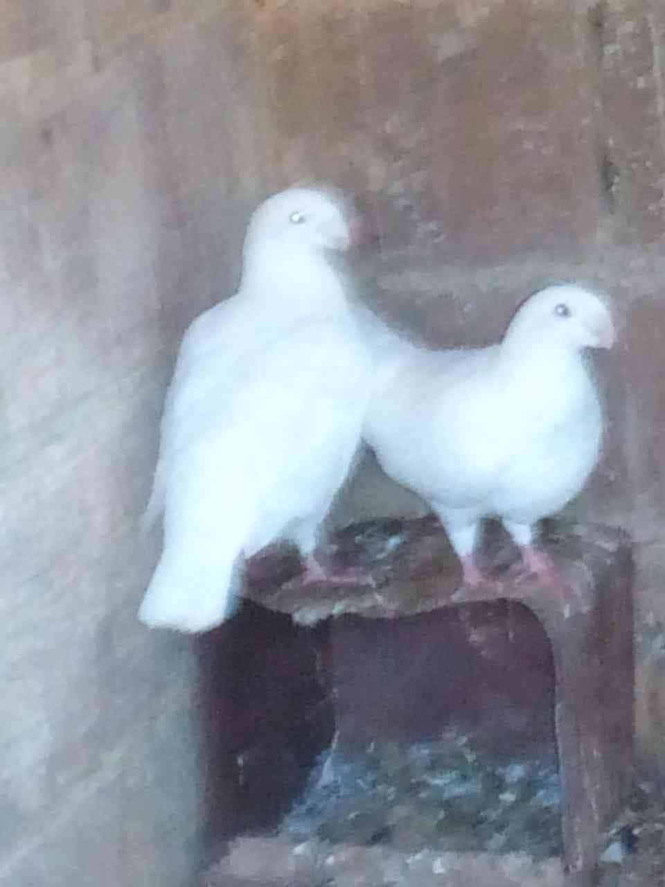حمام هومر أبيض اللون
لا تنسَ أنك شاهدت هذا الإعلان في عنكبوت
هومرات...