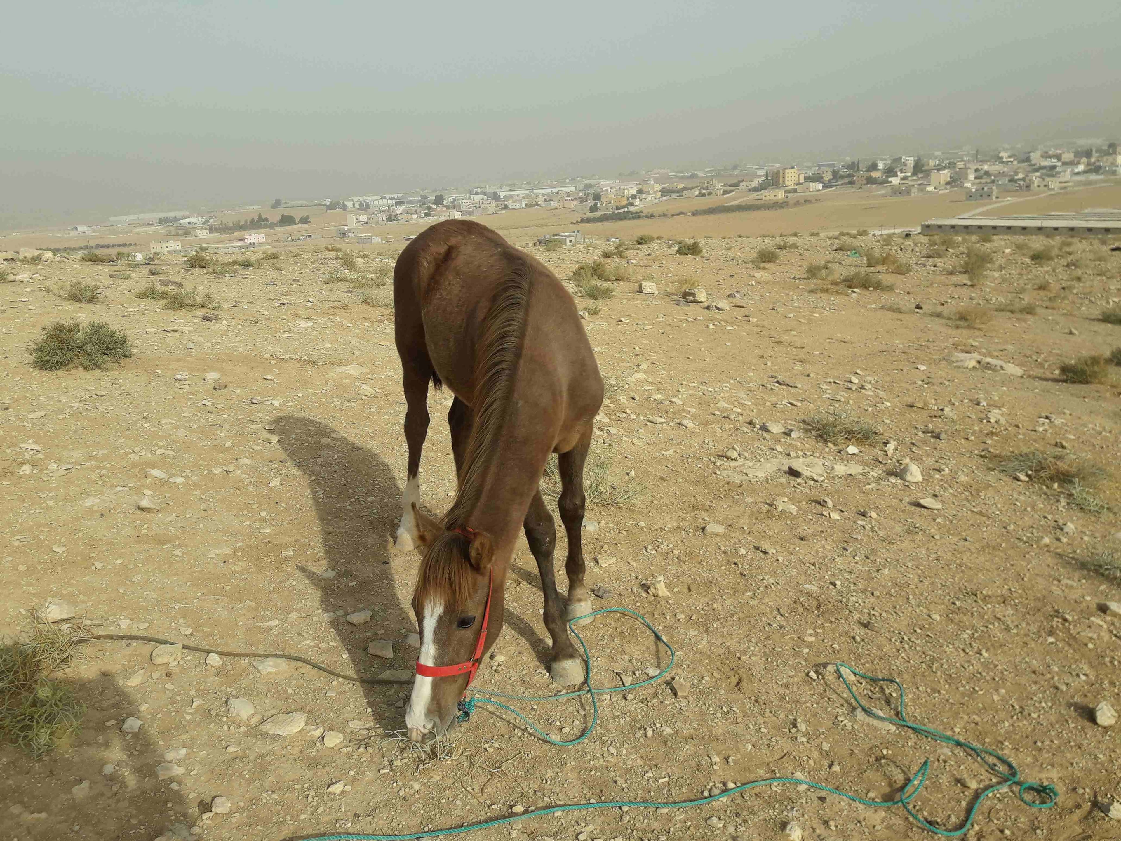 مهر للبدل على غنم
لا تنسَ أنك شاهدت هذا الإعلان في عنكبوت
مهر عمره 8 شهور ما شاء الله عليه . نظي...