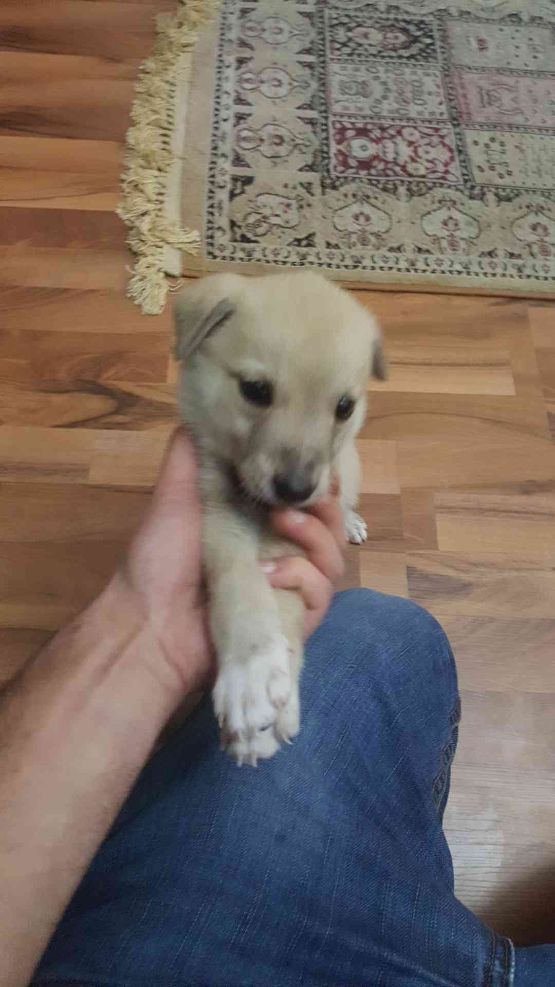 شو نوع الجرو
لا تنسَ أنك شاهدت هذا الإعلان في عنكبوت
شو نوع الجرو...