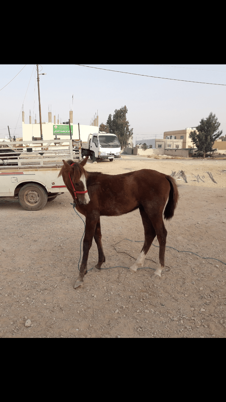 مهر للبدل على غنم
لا تنسَ أنك شاهدت هذا الإعلان في عنكبوت
مهر عمره 8 شهور ما شاء الله عليه . نظي...