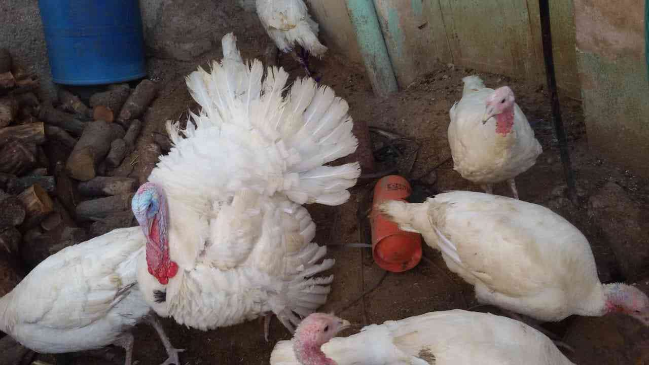 حبش للبيع
لا تنسَ أنك شاهدت هذا الإعلان في عنكبوت
حبش للبيع ذكور تكبيس واناثي بياضه صحه تمام...