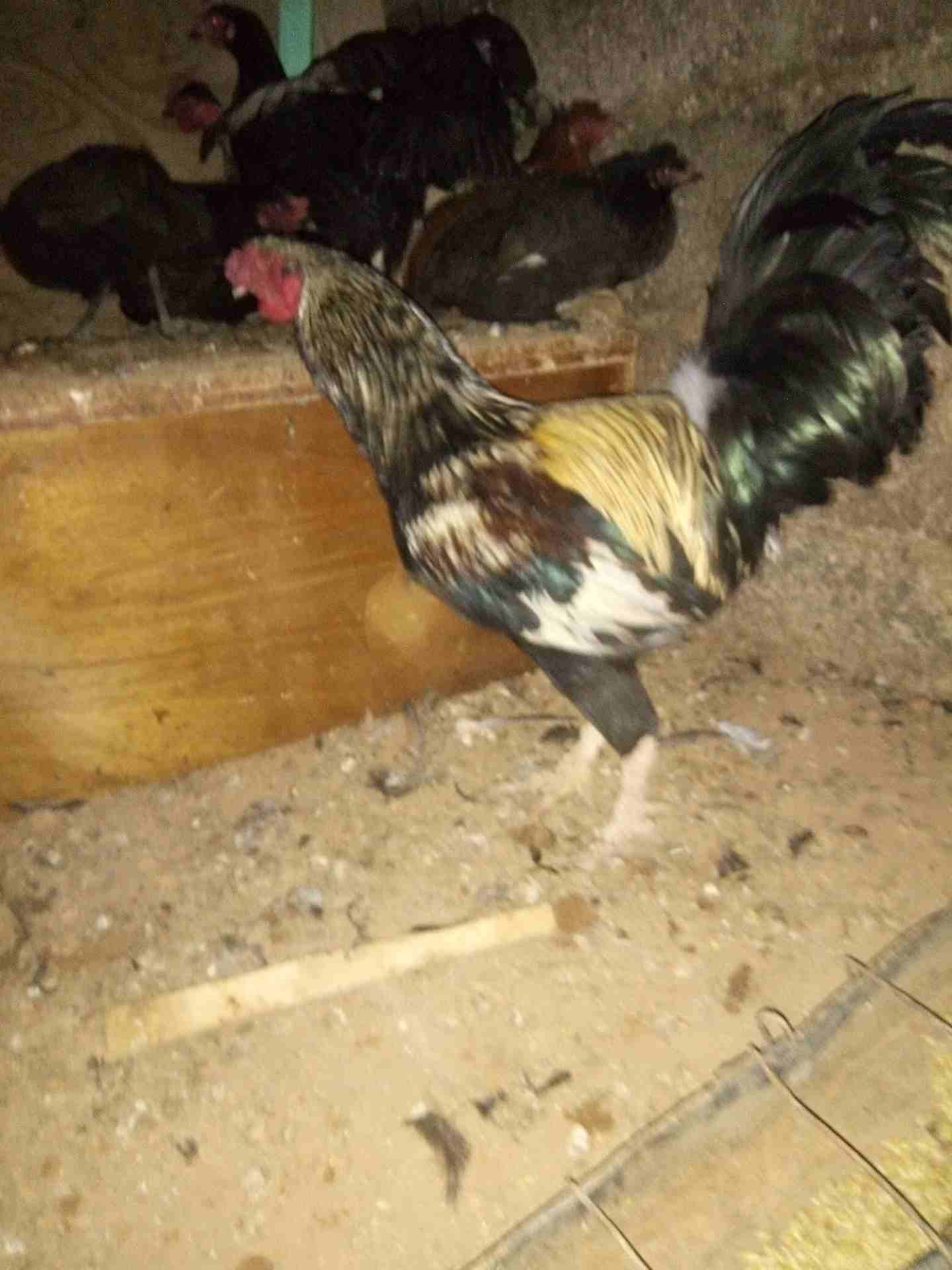 ديك باكستاني
لا تنسَ أنك شاهدت هذا الإعلان في عنكبوت
ديك باكستاني0799492634
رقم المعلن :...