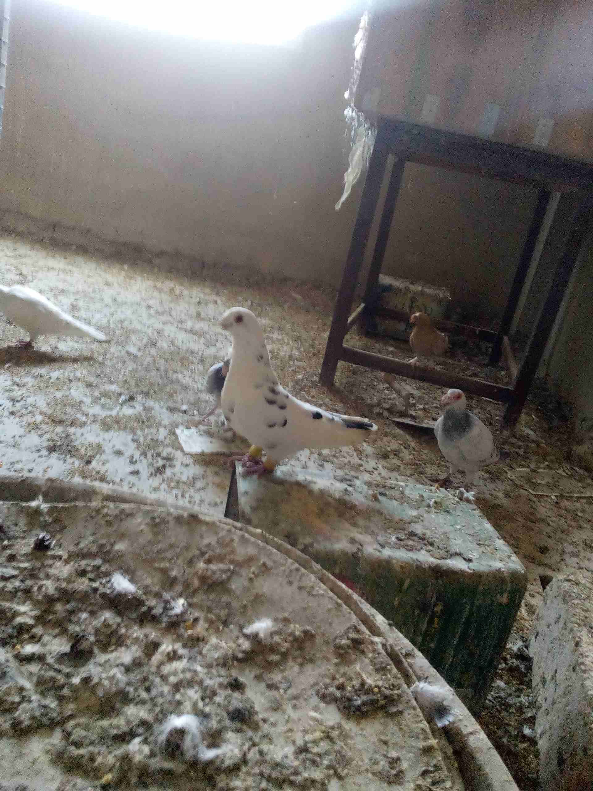 3 جواز ذبابنه
لا تنسَ أنك شاهدت هذا الإعلان في عنكبوت
الفحول الثلاث نخب الطواير بولنديه زرقا مقلو...