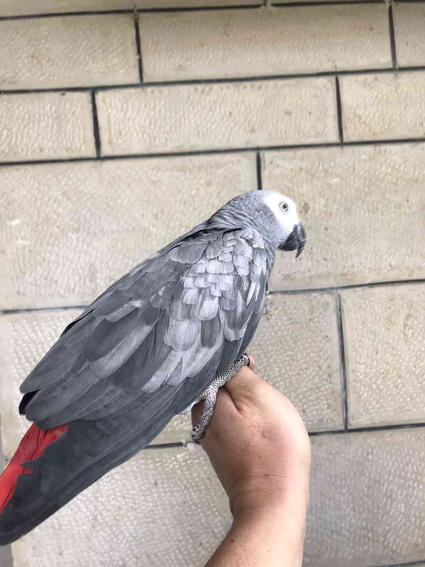 كاسكو لون صدفي اليف متكلم للبيع
لا تنسَ أنك شاهدت هذا الإعلان في عنكبوت
كاسكو عمرو سنه ونص ال...