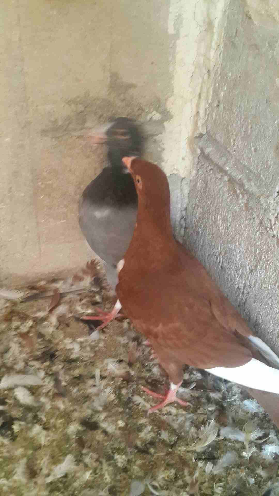 كوم فراخ للبيع فطم جديد وبواقي أنواع والوان 0796513536
لا تنسَ أنك شاهدت هذا الإعلان في عنكبوت
0796513536 الزرقاء...
