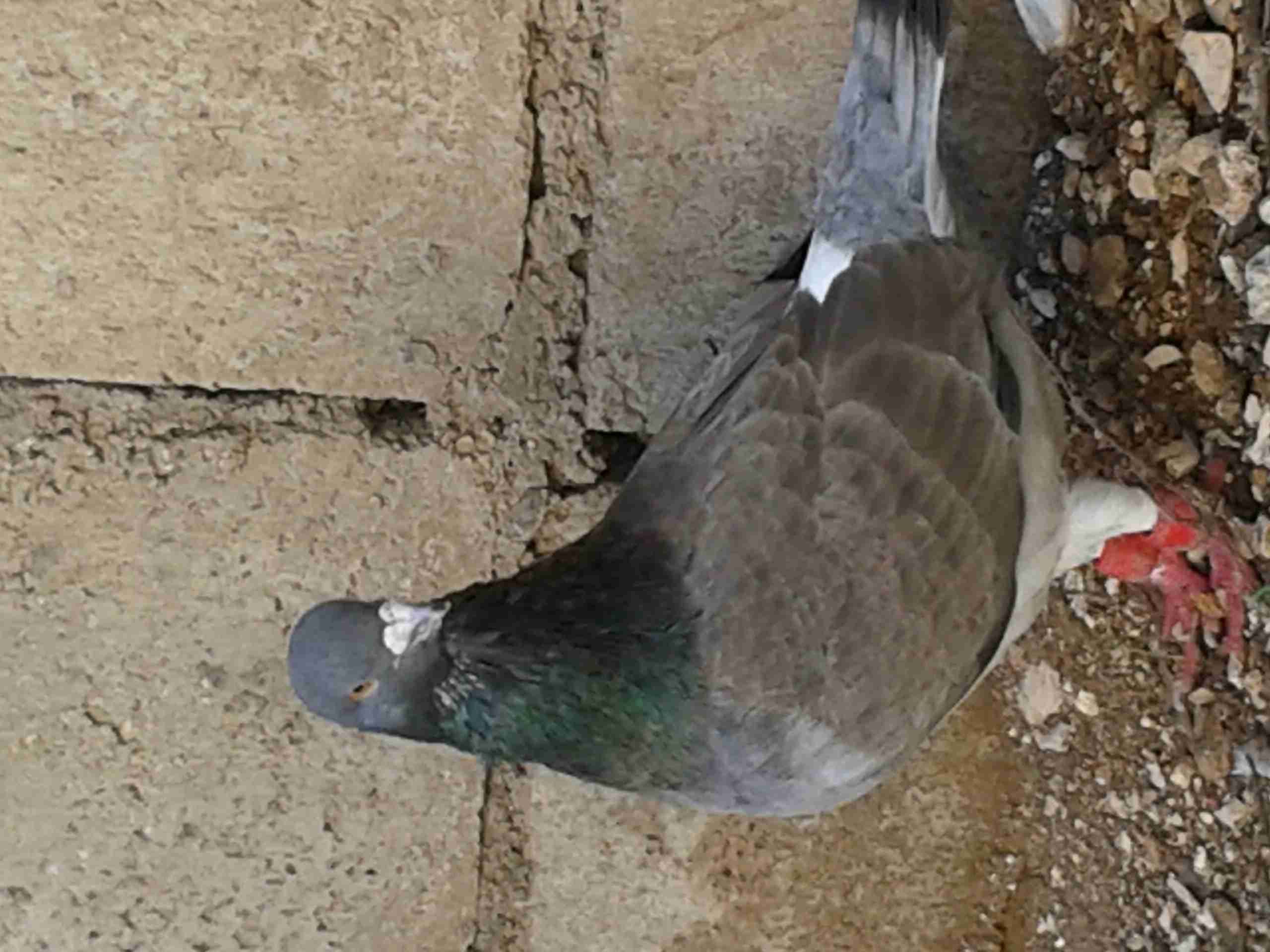 جوز حمام للبيع
لا تنسَ أنك شاهدت هذا الإعلان في عنكبوت
جوز حمام شغالات للبيع
اربد...