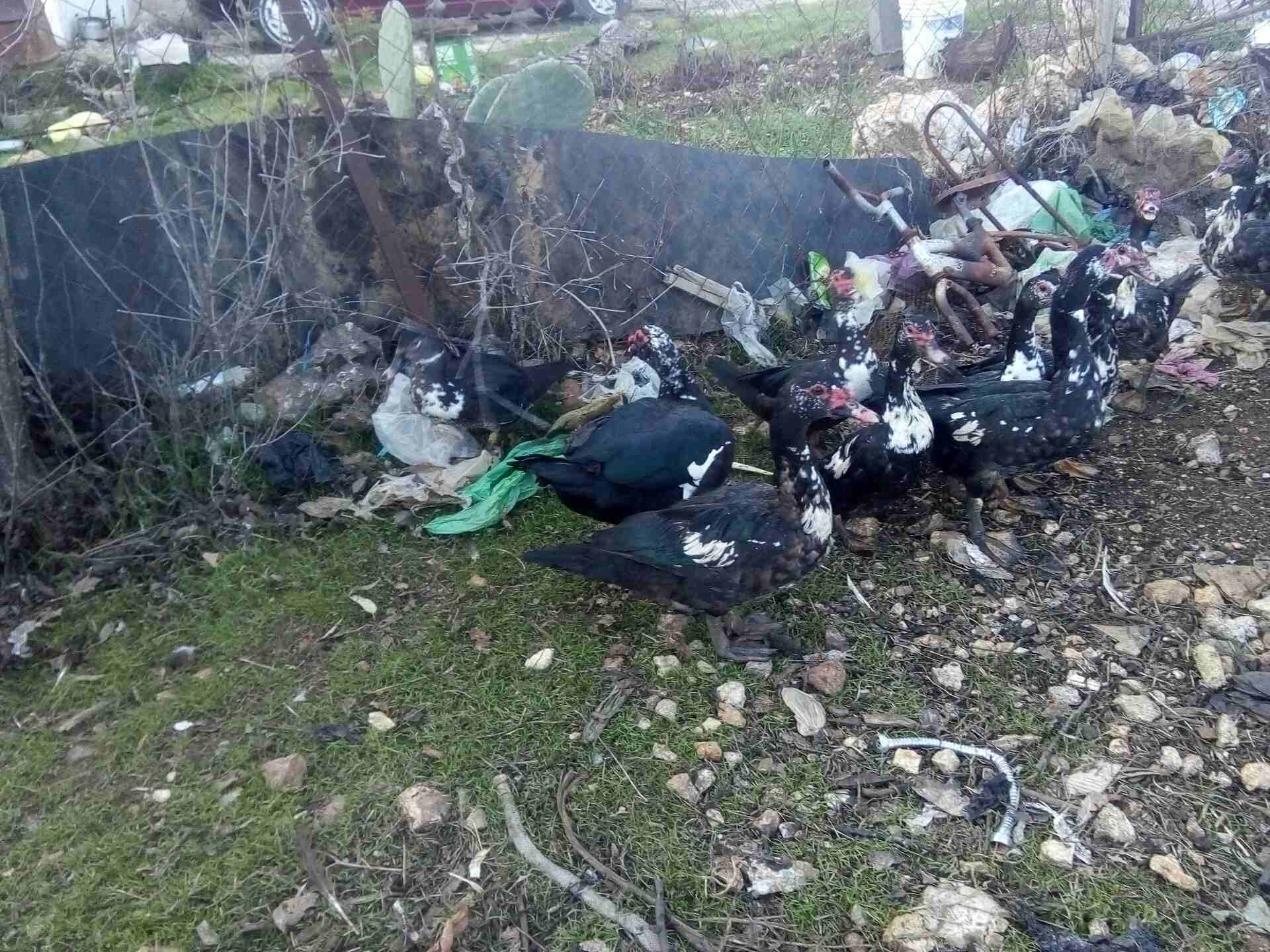 عدد عشرين بطه
لا تنسَ أنك شاهدت هذا الإعلان في عنكبوت
بط مصر للبيع سبع اديوك او اكثر و13بطه الرقم...