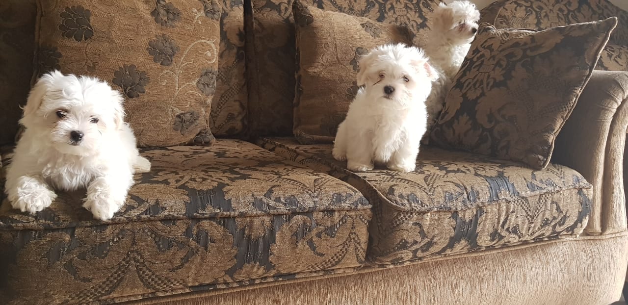 Imported maltese
لا تنسَ أنك شاهدت هذا الإعلان في عنكبوت
Imported Maltese Dogs
The parents h...
