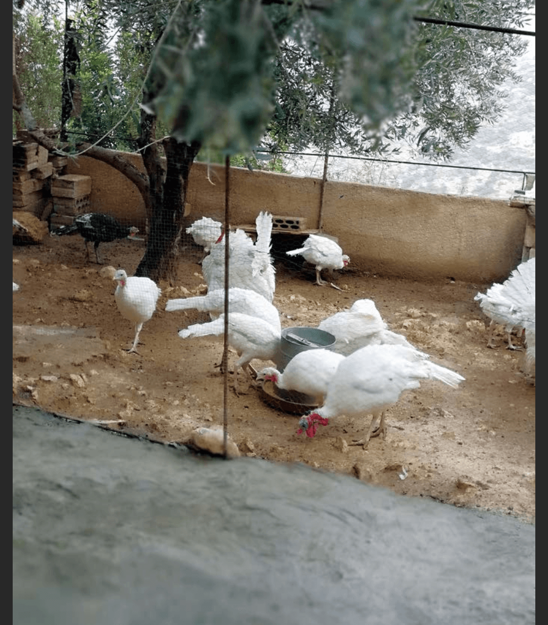 ذكور حبش هولندي حجم جامبو
لا تنسَ أنك شاهدت هذا الإعلان في عنكبوت
ذكور حبش هولندي
عمر 8 شهور
نخب...