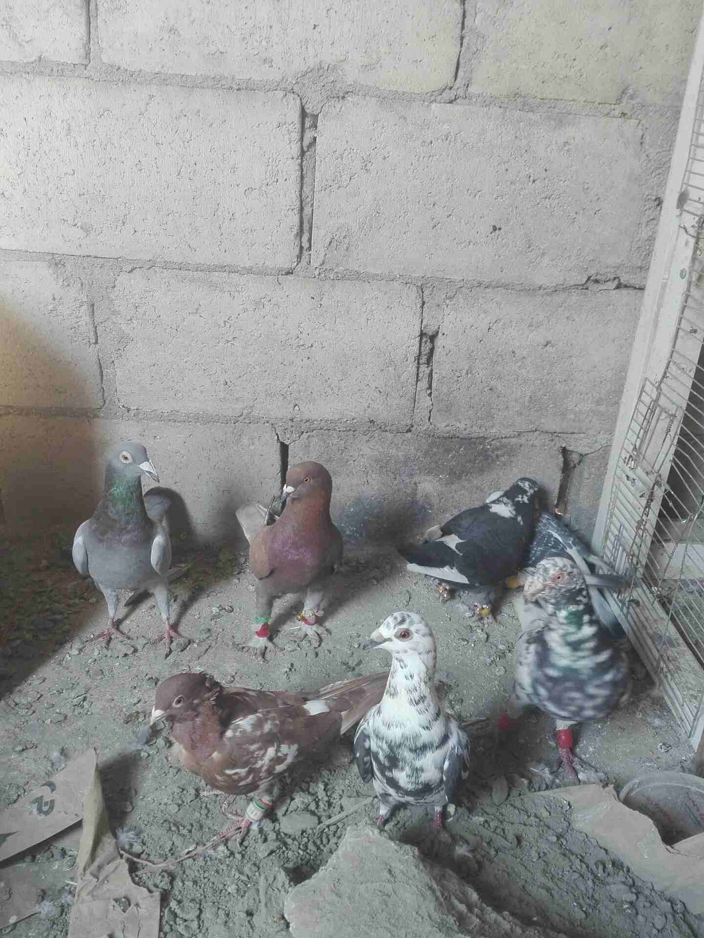 9 حمامات
لا تنسَ أنك شاهدت هذا الإعلان في عنكبوت
جوز تحتهم فراخ وجوز تحتهم بيض...