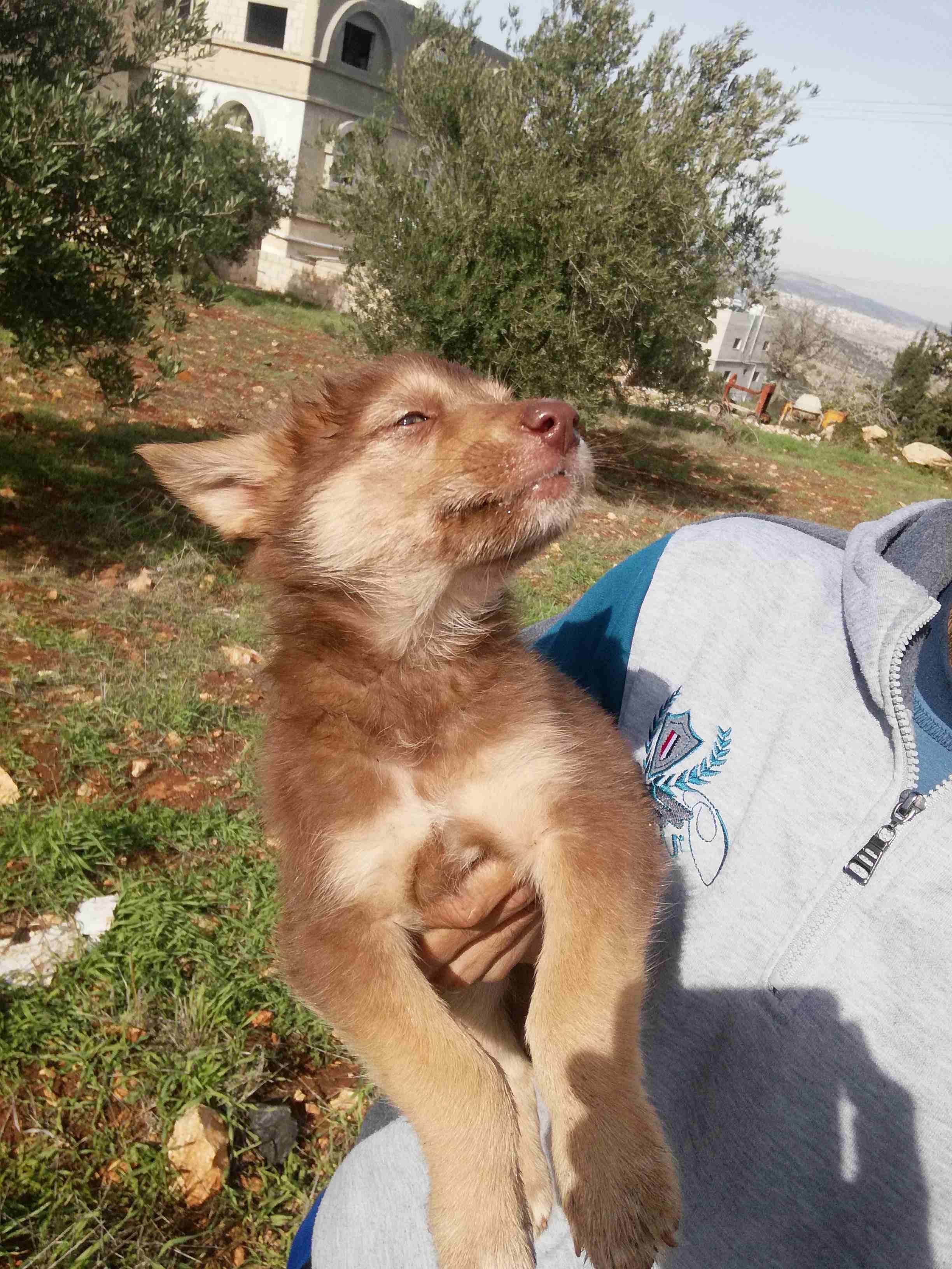 هاسكي شوكليت
لا تنسَ أنك شاهدت هذا الإعلان في عنكبوت
ذكر انثى عمر شهرين...