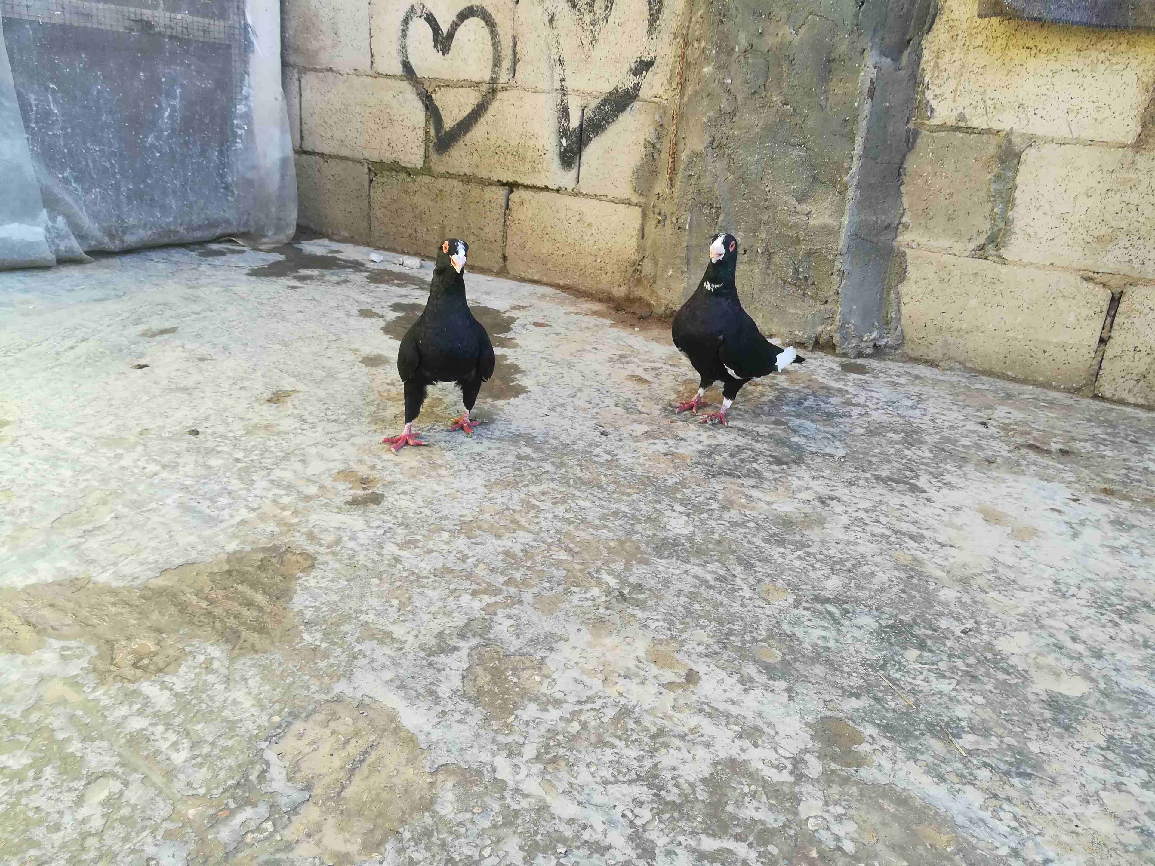 ابو عمر جرش
لا تنسَ أنك شاهدت هذا الإعلان في عنكبوت
جوز مسودات
ر...