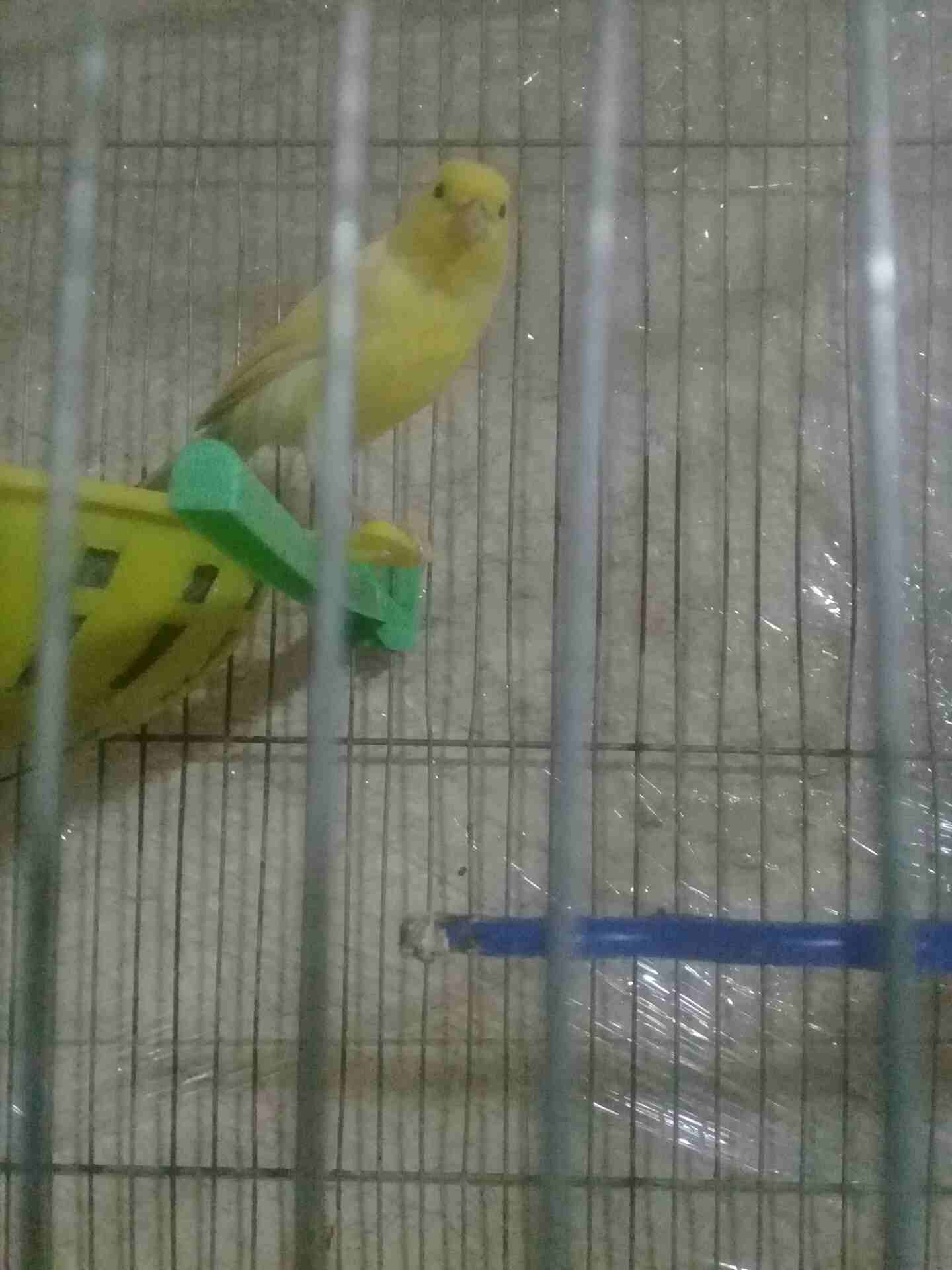 جبل الزهور
لا تنسَ أنك شاهدت هذا الإعلان في عنكبوت
بصلى على النبي طيره لمونيه حبه طويله جاهزه الج...
