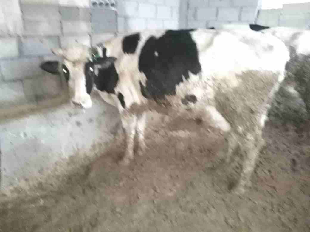 بكيره حليب معها ثلاث حبات من كل جال
لا تنسَ أنك شاهدت هذا الإعلان في عنكبوت
بكيره معها ثلاث حبات...