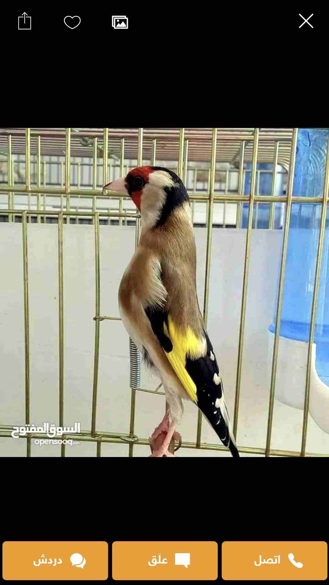 حسون تشريني شغل سوريا الو عندي ست شهور بغني موجود باسواق السلطان
لا تنسَ أنك شاهدت هذا الإعلان في عنكبوت...