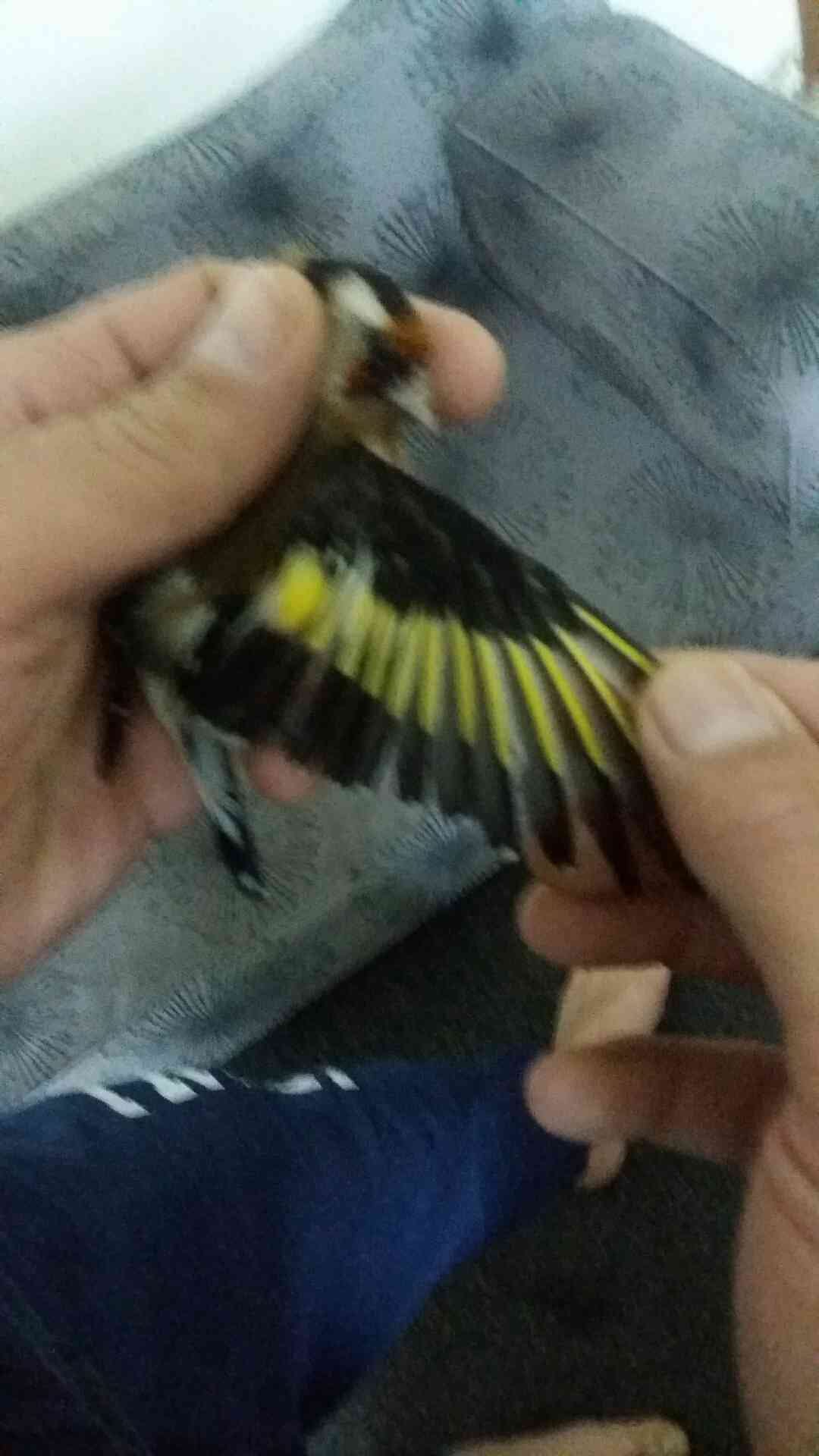 حسون للبيع او للبدل
لا تنسَ أنك شاهدت هذا الإعلان في عنكبوت
حسون للبيع او للبدل على كنار...