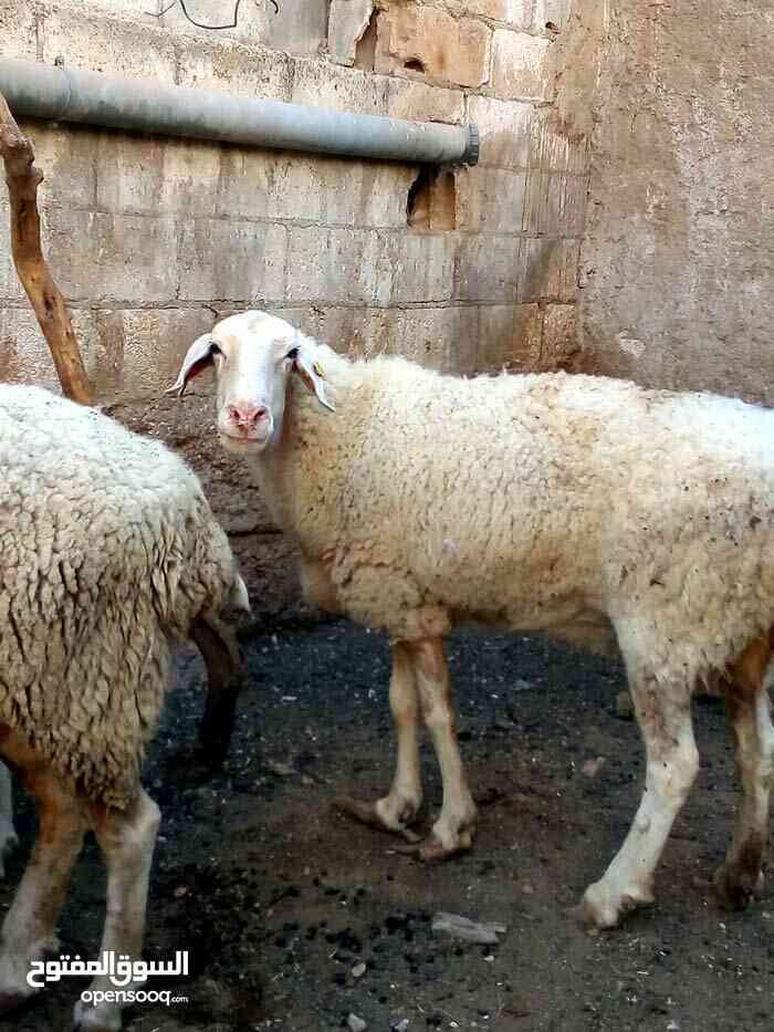 نعاج عساف
لا تنسَ أنك شاهدت هذا الإعلان في عنكبوت
نعاج عساف معاشيرعدد 2...