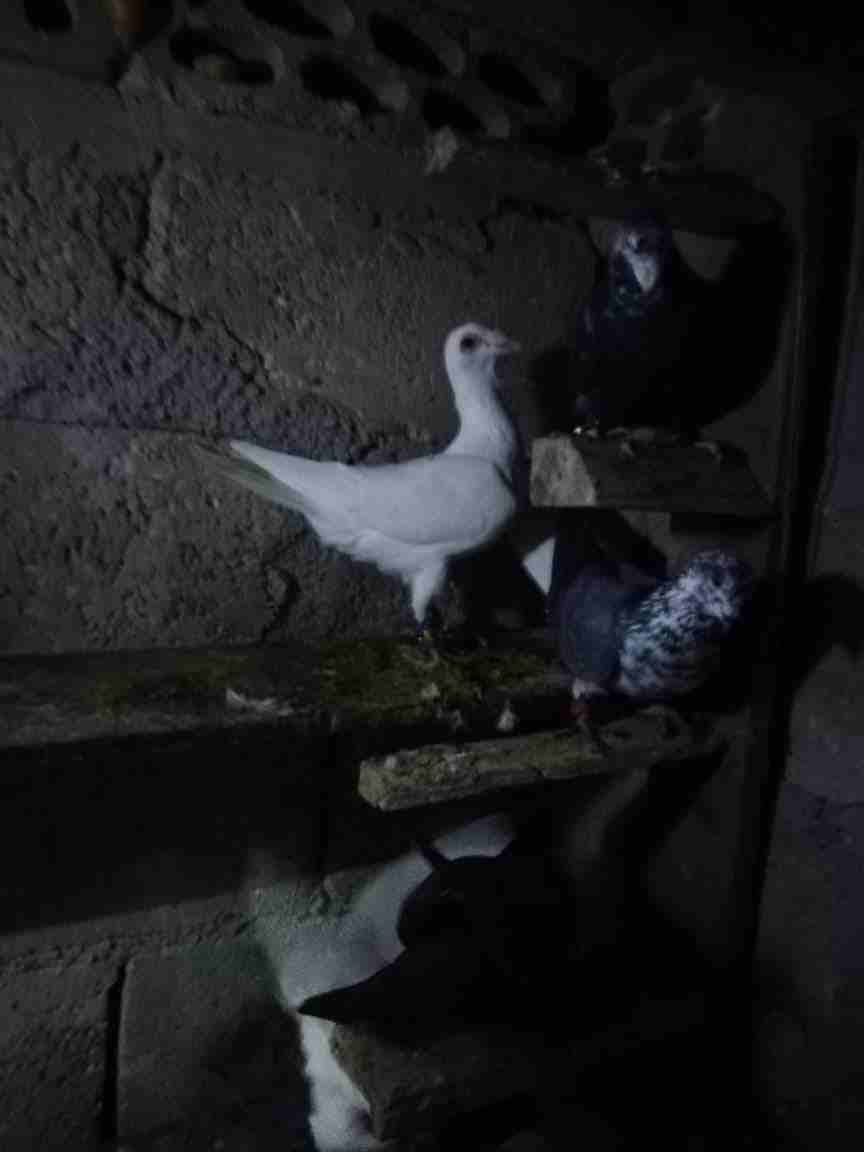 حمام طايره بعد مادبا مليح بيع كوم كالهى طيور حمام كش بيدك زي مابدك صوريخ
لا تنسَ أنك شاهدت هذا الإعلان في عنكبوت...