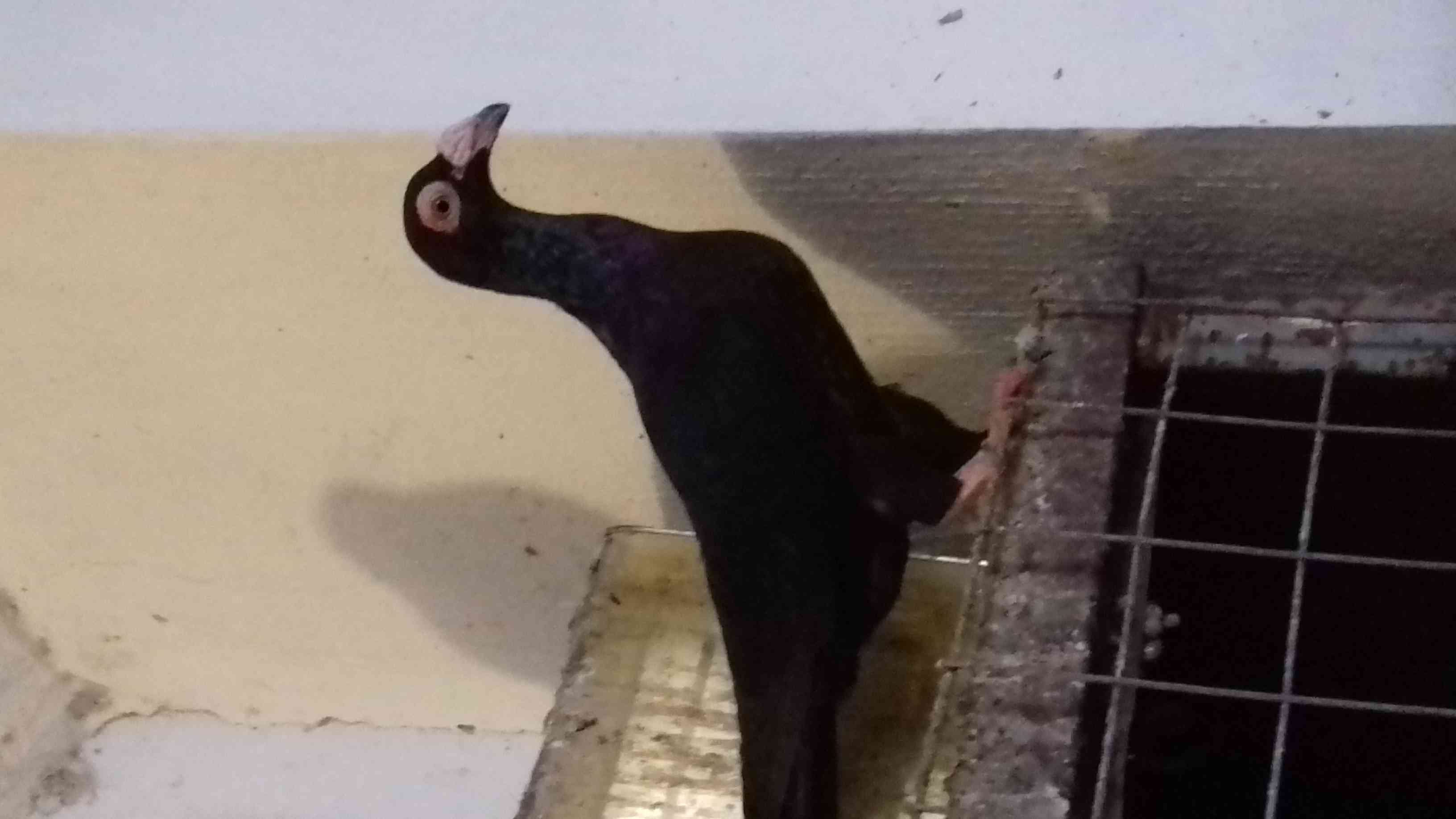طيره بغداديه شغاله 100 100 باذن الله مكفوله
لا تنسَ أنك شاهدت هذا الإعلان في عنكبوت
على الطبي...