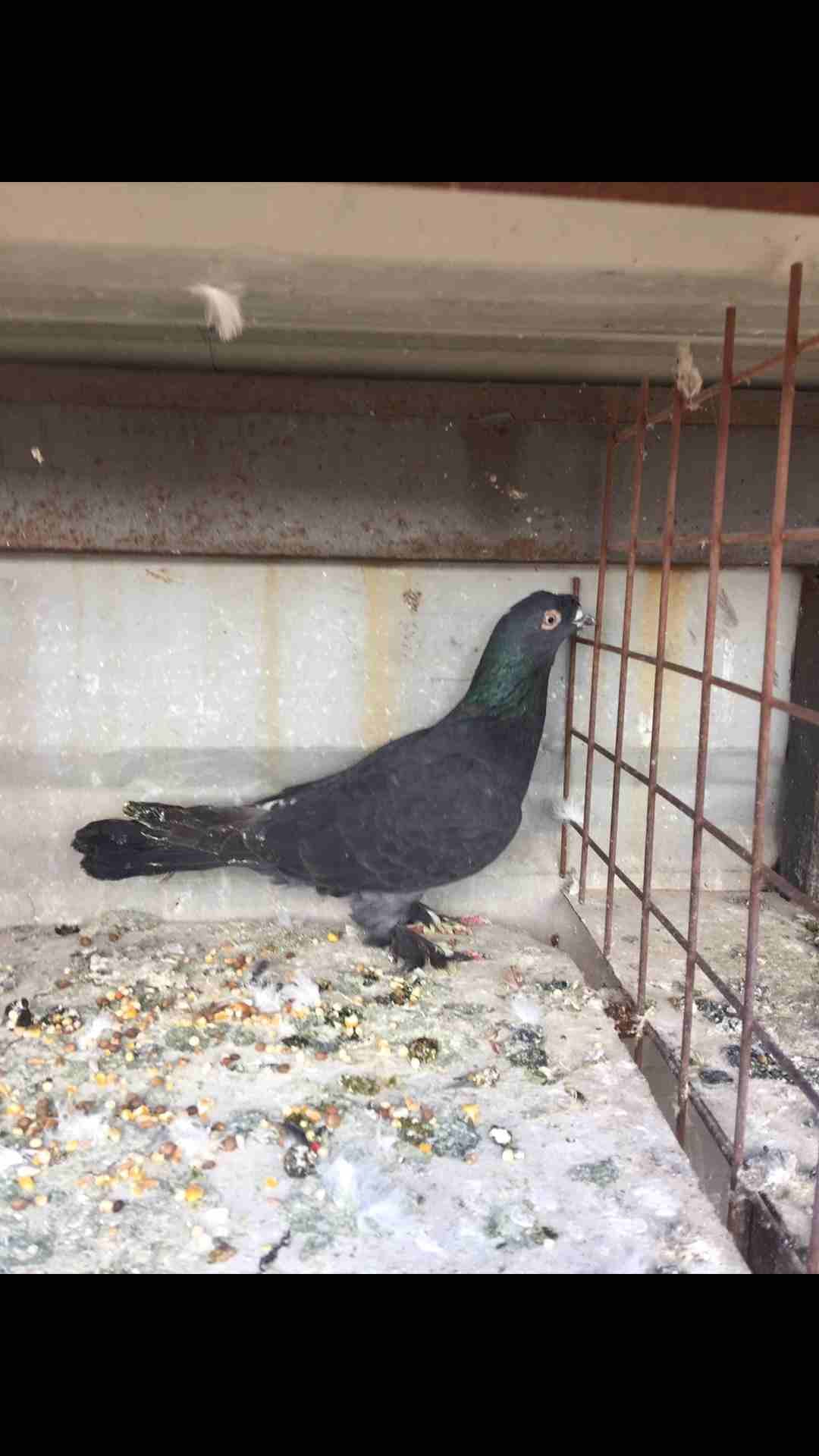 9 طيور كش بسعر مغري
لا تنسَ أنك شاهدت هذا الإعلان في عنكبوت
الطيور كش كلهم فحول
عدد 9 للبيع كلهم...