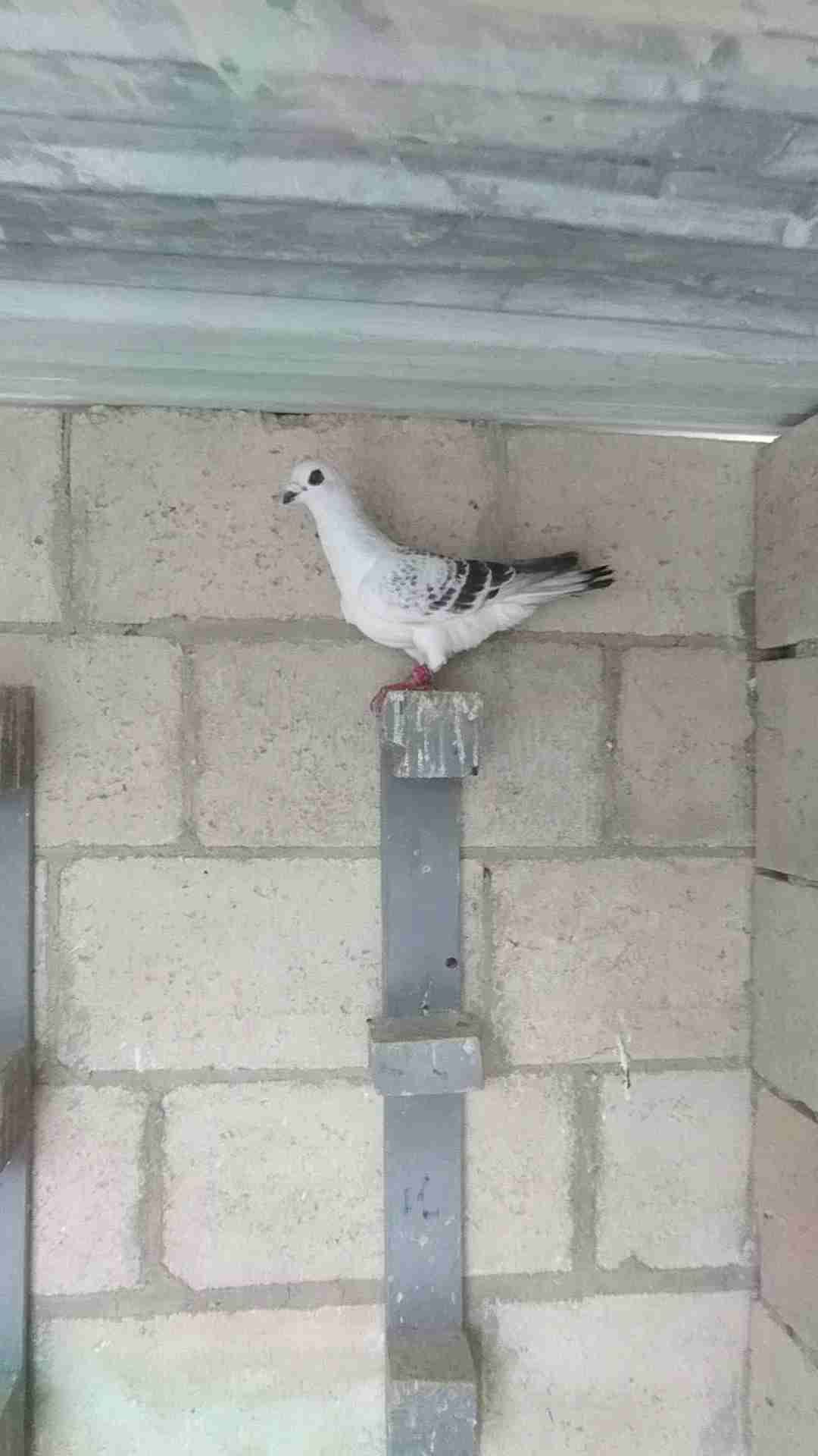 فحل شفر نغل للبيع او بدل ع حمام عسكرية
لا تنسَ أنك شاهدت هذا الإعلان في عنكبوت
طير كش بولاد ط...
