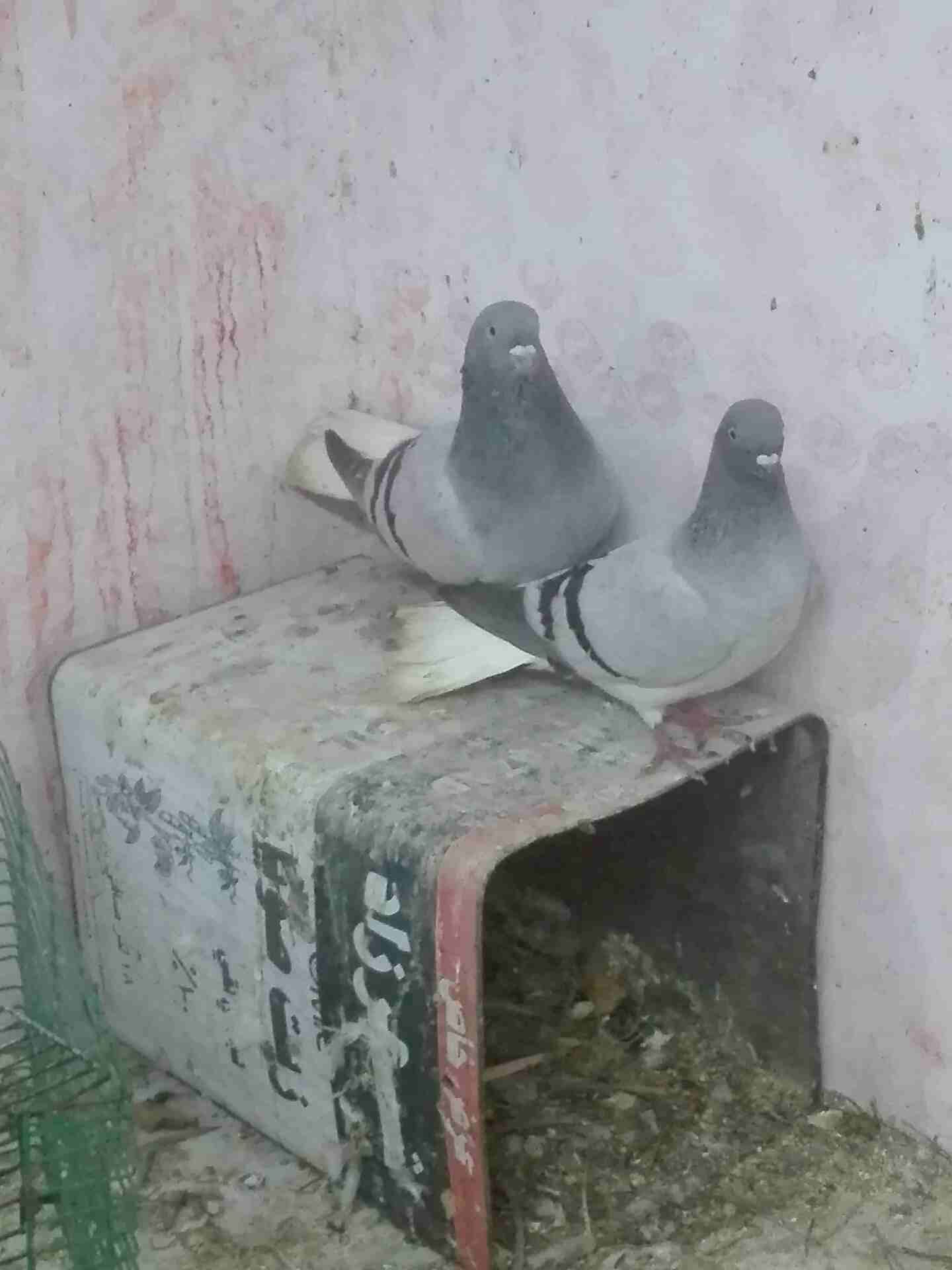 جوزين للبيع . شغالان كفاله شغل .حرق حرق
لا تنسَ أنك شاهدت هذا الإعلان في عنكبوت
جوز.نوريات زرق ول...