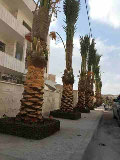 أعمال زراعة وتنسيق الحدائق
لا تنسَ أنك شاهدت هذا الإعلان في عنكبوت
مؤسسة الحديقه العصريه لزراعة و...