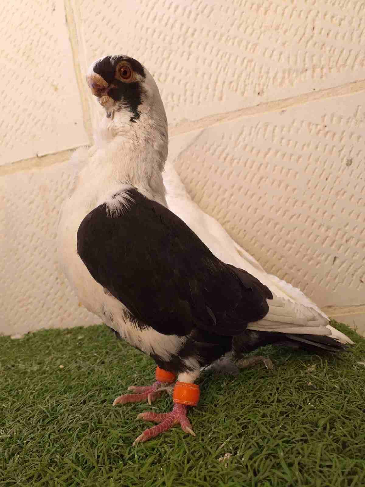 بسم الله الرحمن الرحيم
لعشاق الحبه النخخخب
(( 0796842929 ))
كلهم فحول والمزهو
لا تنسَ أنك شاهدت هذا الإعلان في عنكبوت...
