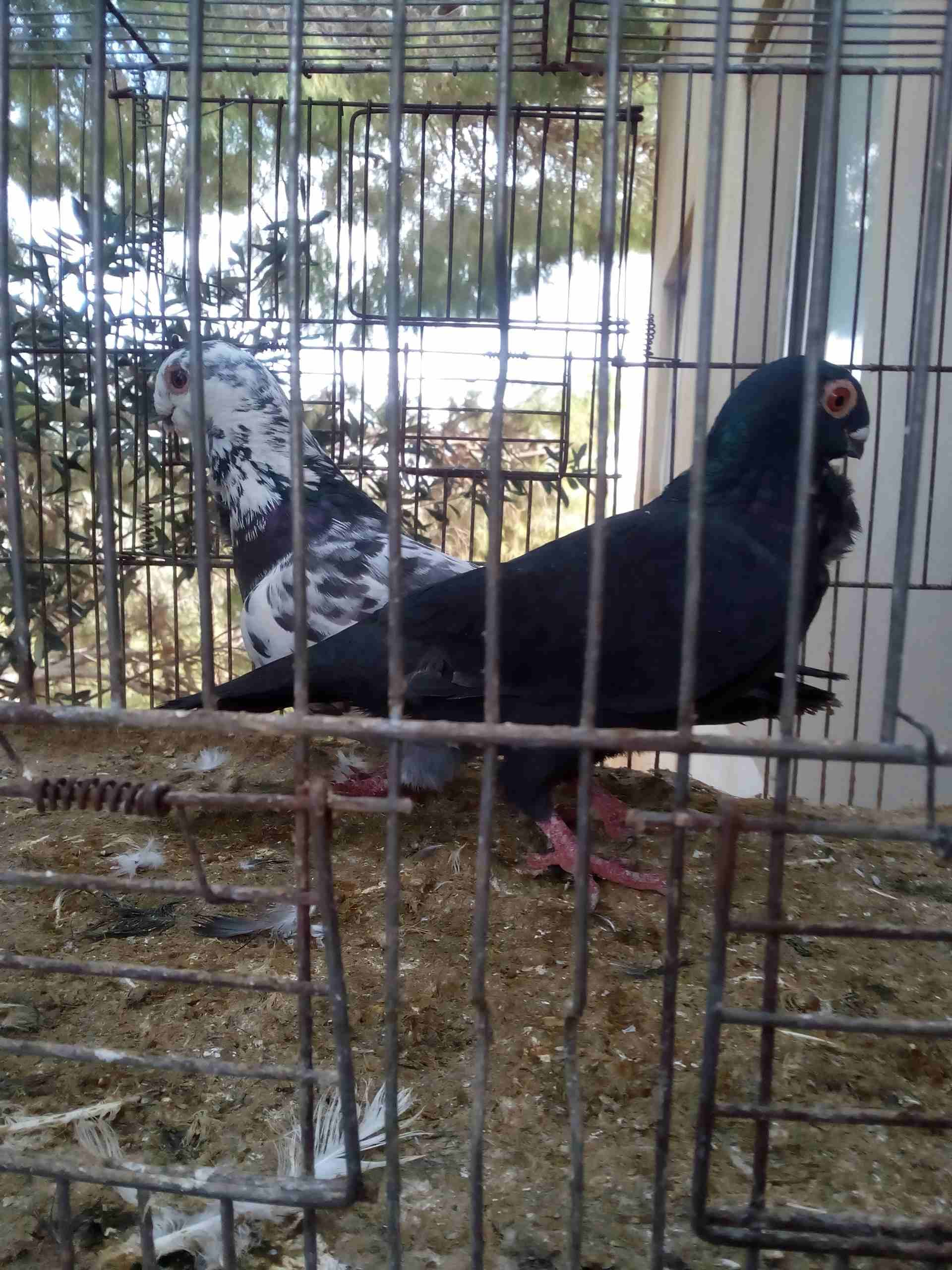 3 جواز ذبابنه
لا تنسَ أنك شاهدت هذا الإعلان في عنكبوت
الفحول الثلاث نخب الطواير بولنديه زرقا مقلو...