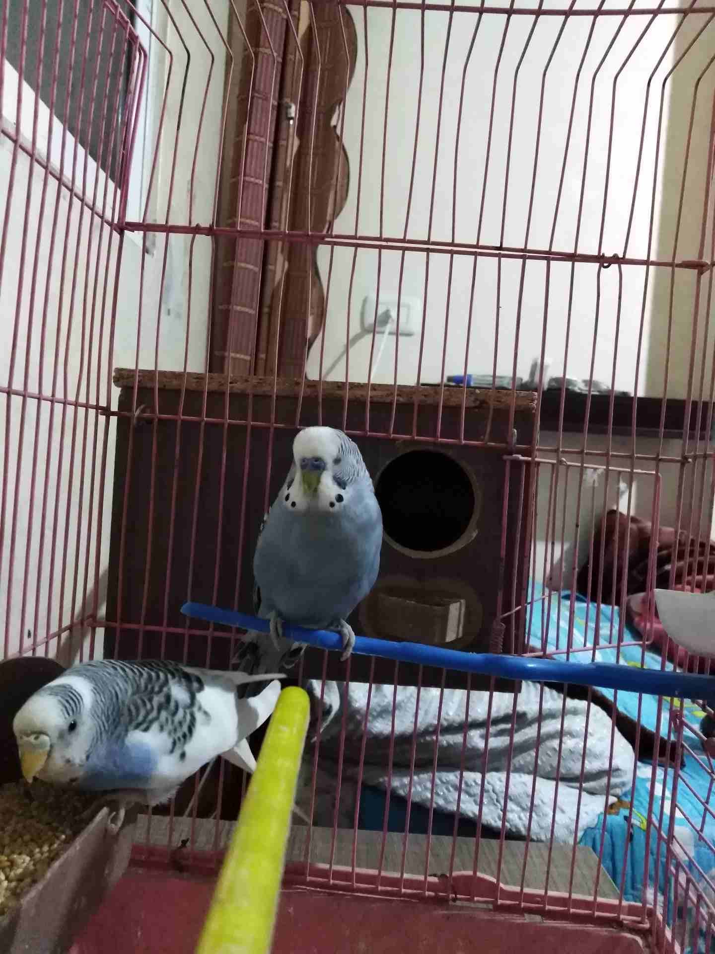 عصافير حب زرق للبيع
لا تنسَ أنك شاهدت هذا الإعلان في عنكبوت
عصافير شغلات ماشاء الله...