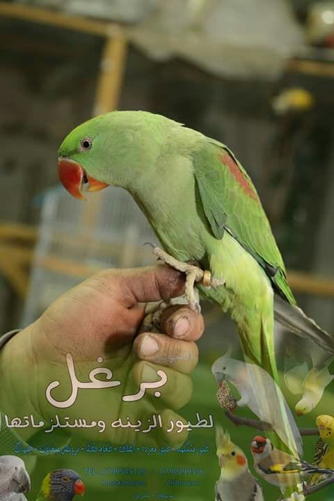 ببغاء كساندرا زق يدوي عمر 5 شهور أليف جدا بداية كلام ناديلو بيجي طيران
لا تنسَ أنك شاهدت هذا الإعلان في عنكبوت...