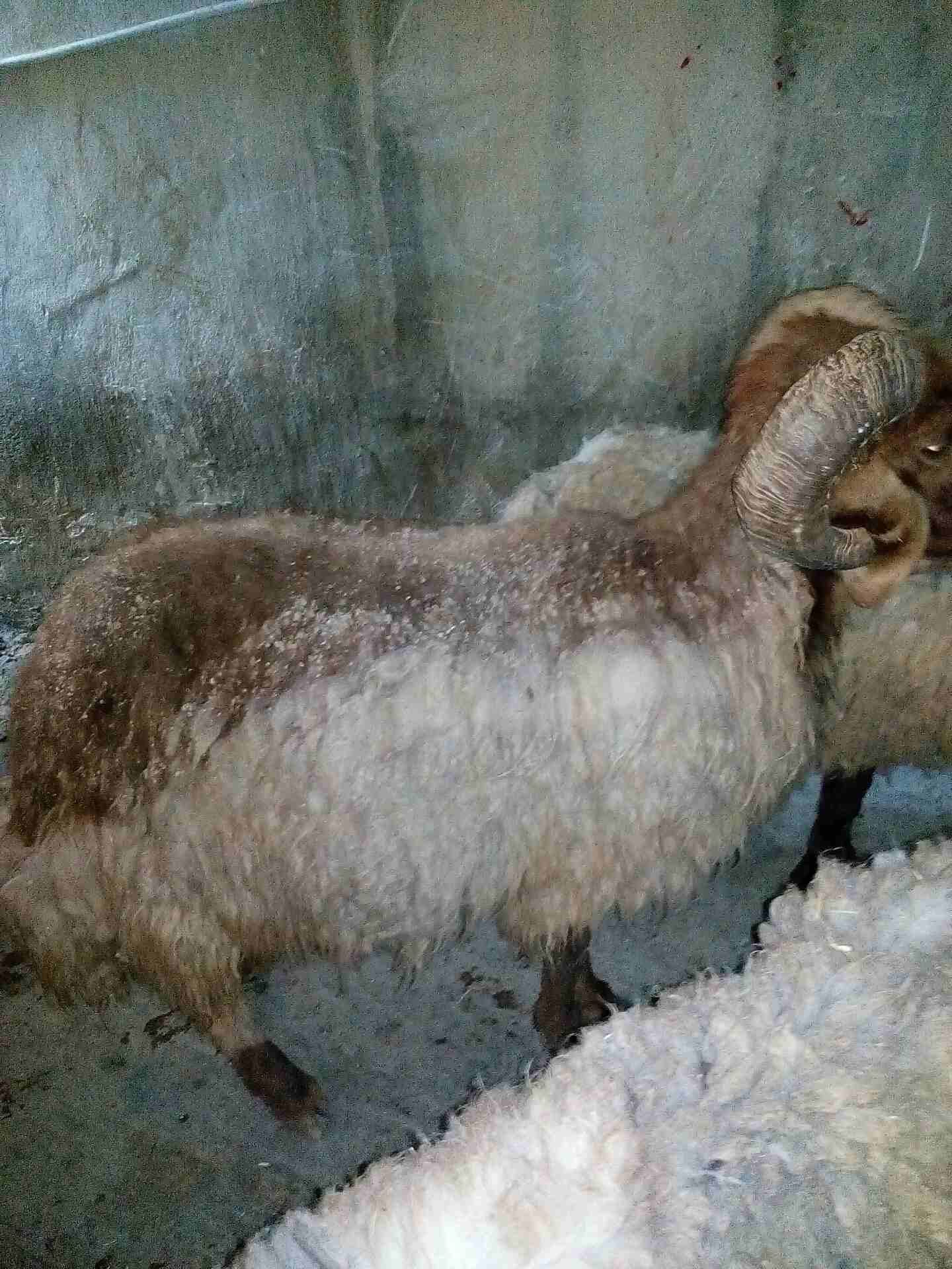 كباش بيعر البلاش وباسعار مغرية جدا
لا تنسَ أنك شاهدت هذا الإعلان في عنكبوت
كباش عدد خمسة سن انضيف...