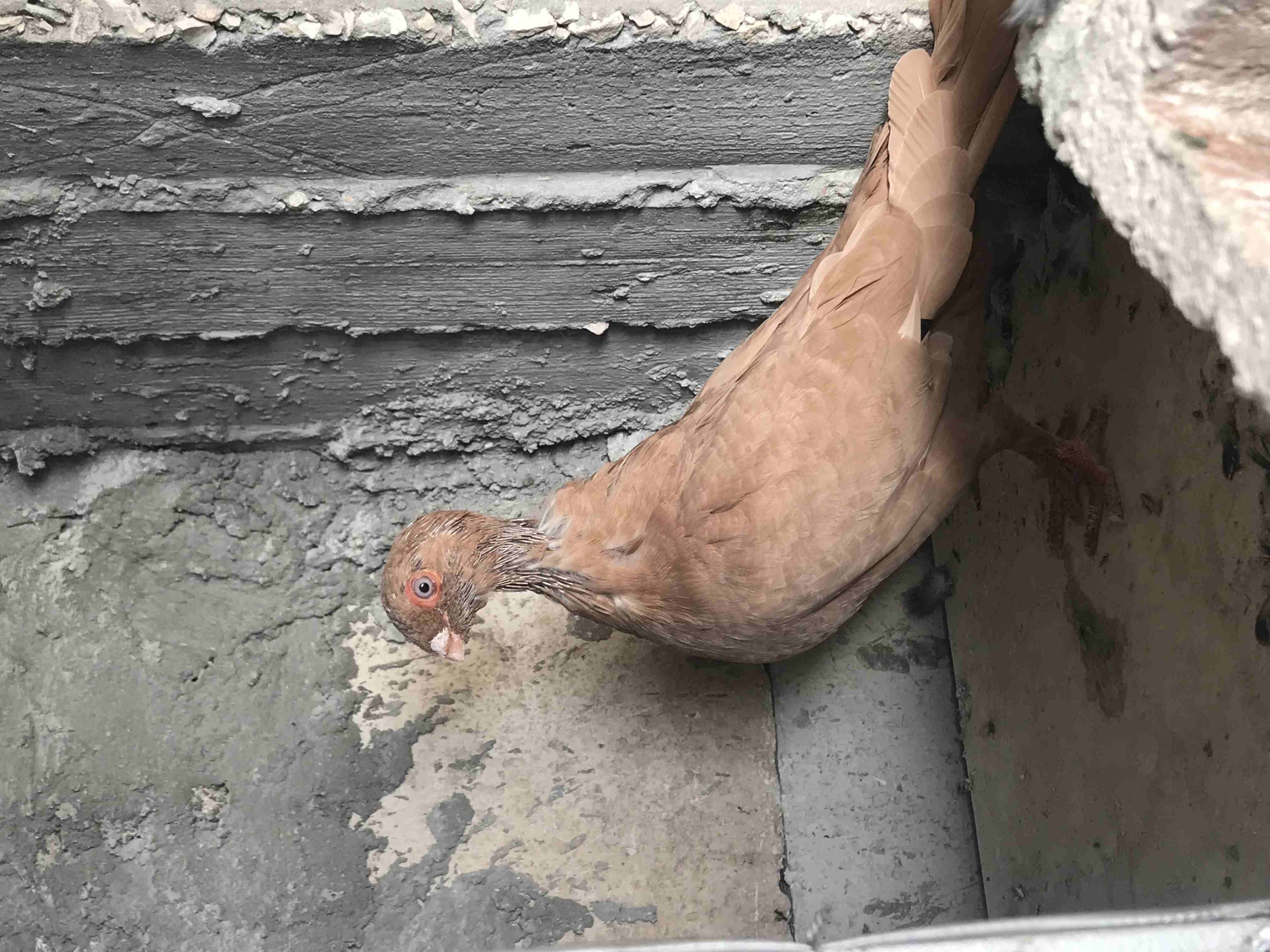 خمس طيور للبيع حرررق 20
لا تنسَ أنك شاهدت هذا الإعلان في عنكبوت
خمس طيور لللبيع حررررق 20...
