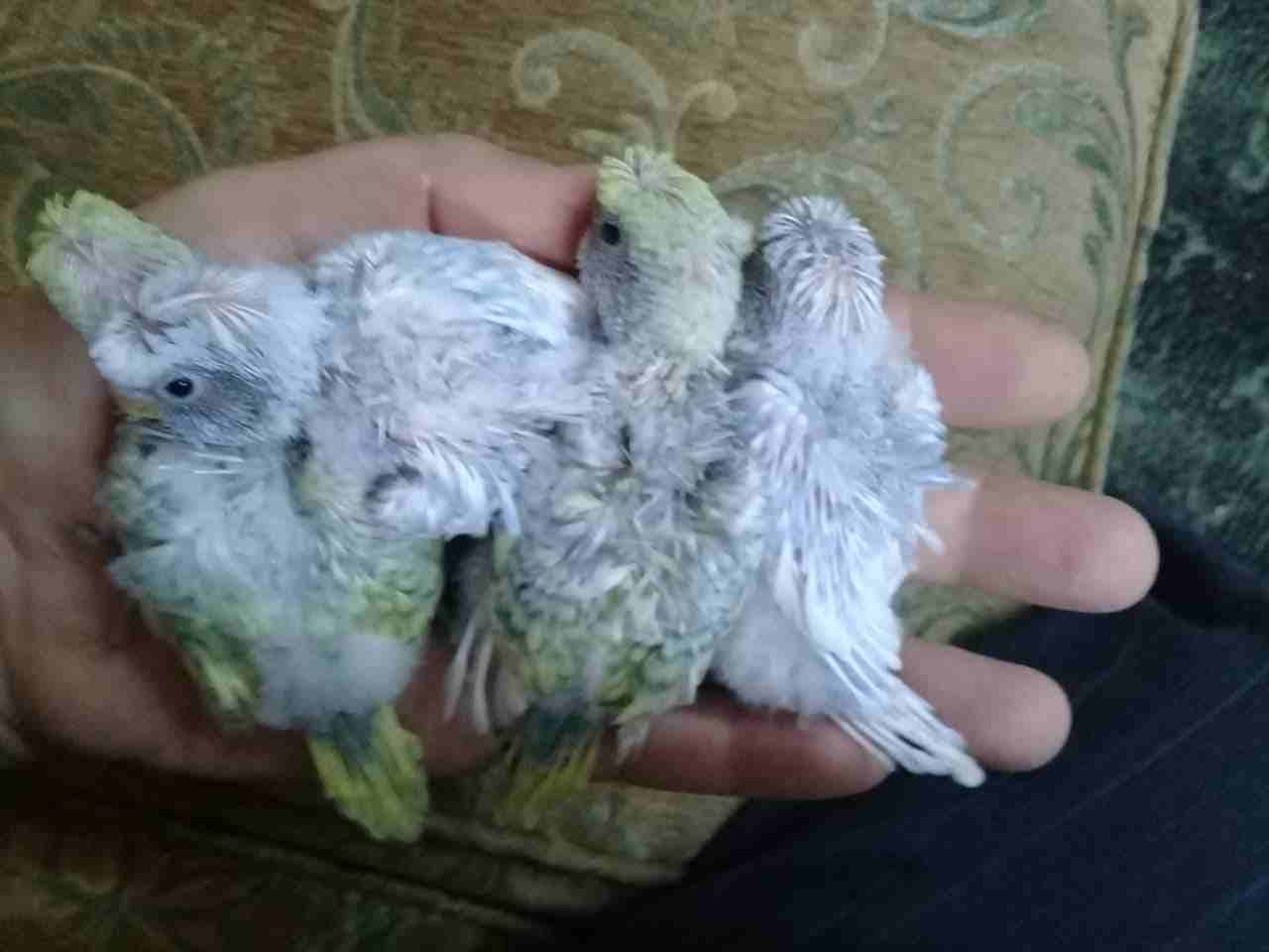 جوز هوجورومو تحتيه اربع فراخ دبل كرست طفرة
لا تنسَ أنك شاهدت هذا الإعلان في عنكبوت
جوز هوجورومو ط...