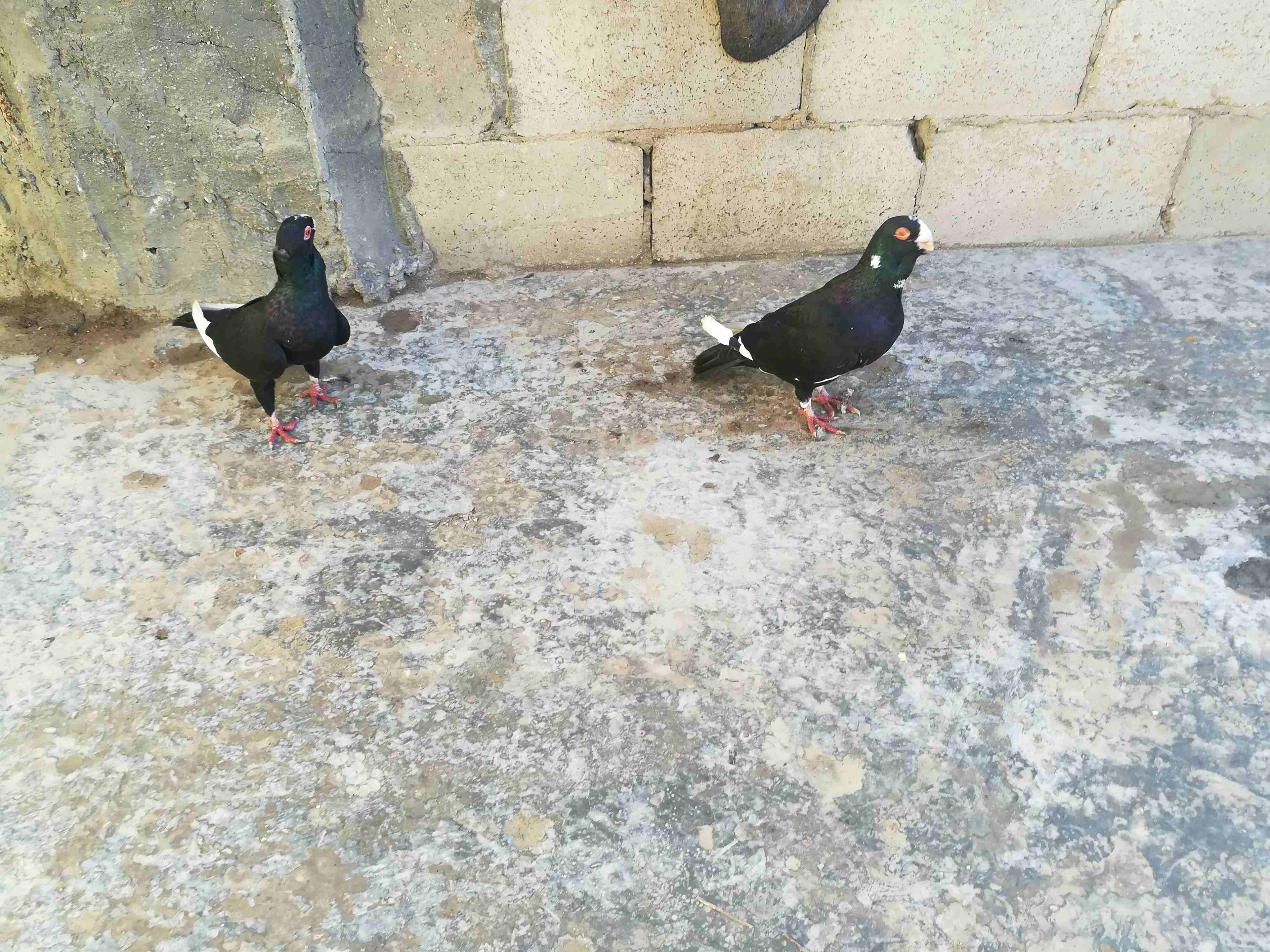 ابو عمر جرش
لا تنسَ أنك شاهدت هذا الإعلان في عنكبوت
جوز مسودات
ر...