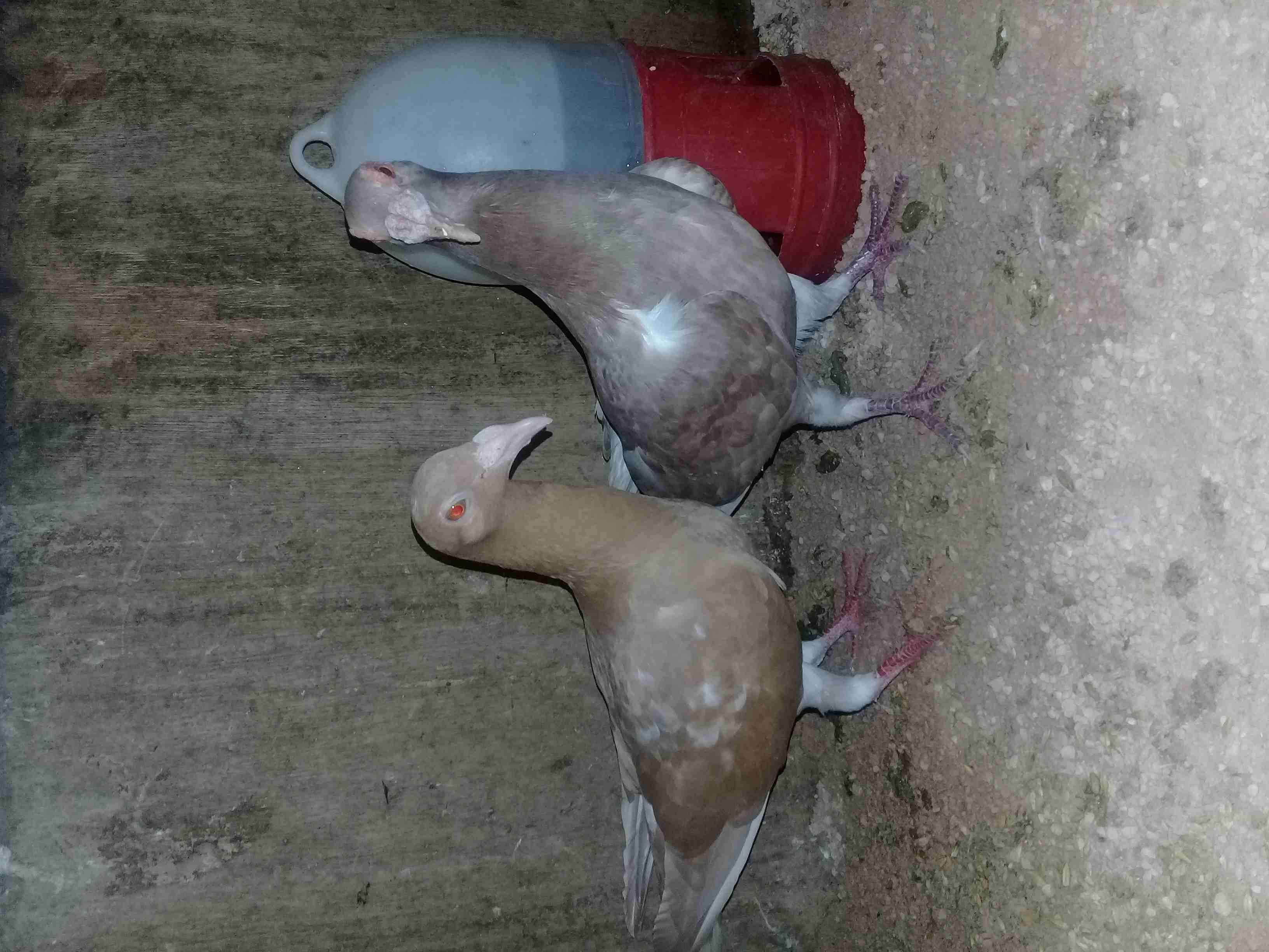ثلاث جواز بغادنة نخب
لا تنسَ أنك شاهدت هذا الإعلان في عنكبوت
جوز ابيض وجوز اصفر وجوز الفحل ازرق و...