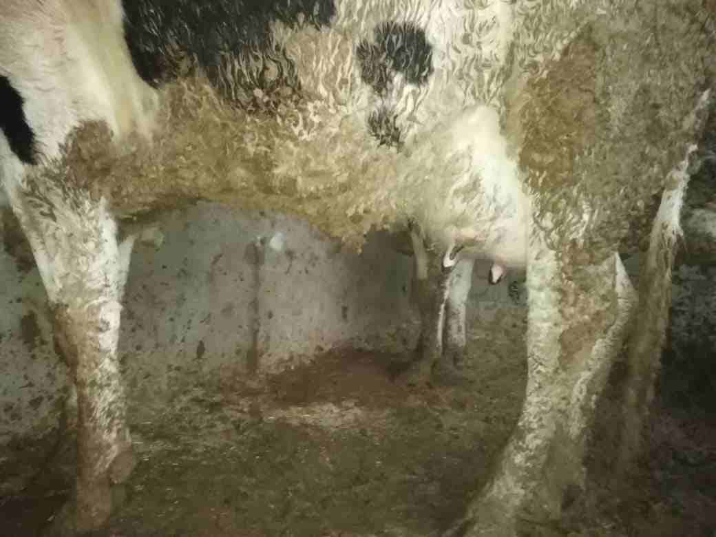 بكيره حليب معها ثلاث حبات من كل جال
لا تنسَ أنك شاهدت هذا الإعلان في عنكبوت
بكيره معها ثلاث حبات...