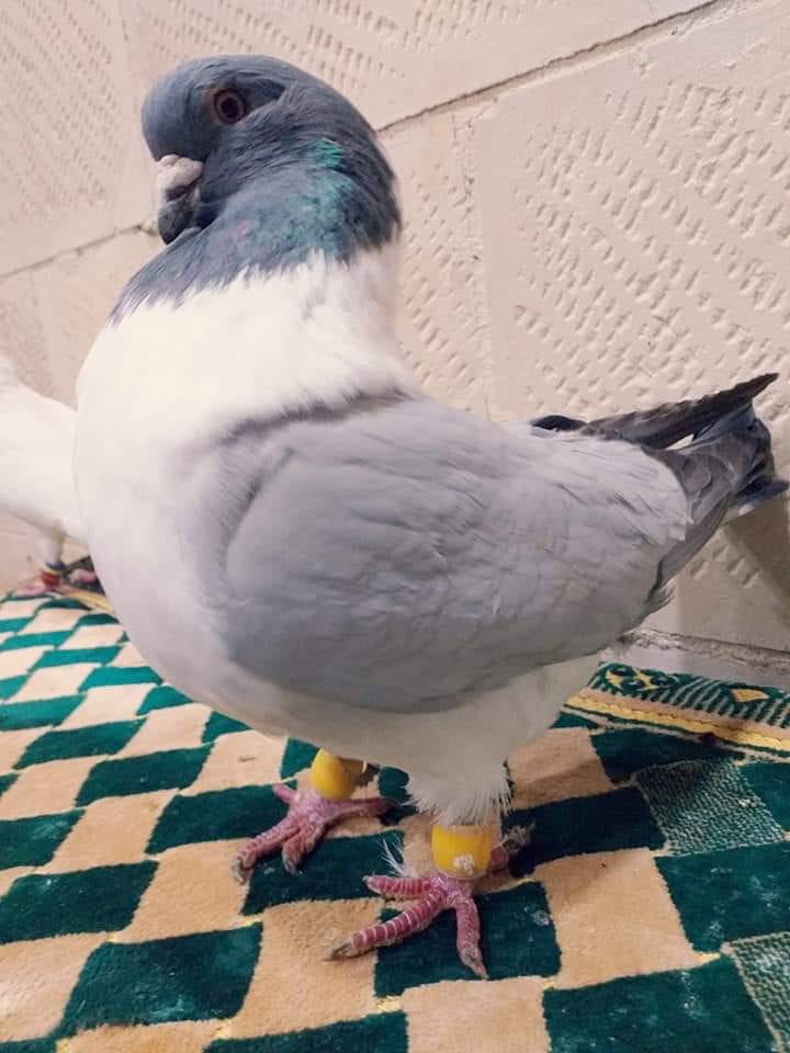 اربع جواز شغالات مكفولات وفحل سيكي فالت لبني
(( 0796842929 )) موجودات بشفا بدرا
لا تنسَ أنك شاهدت هذا الإعلان في عنكبوت...