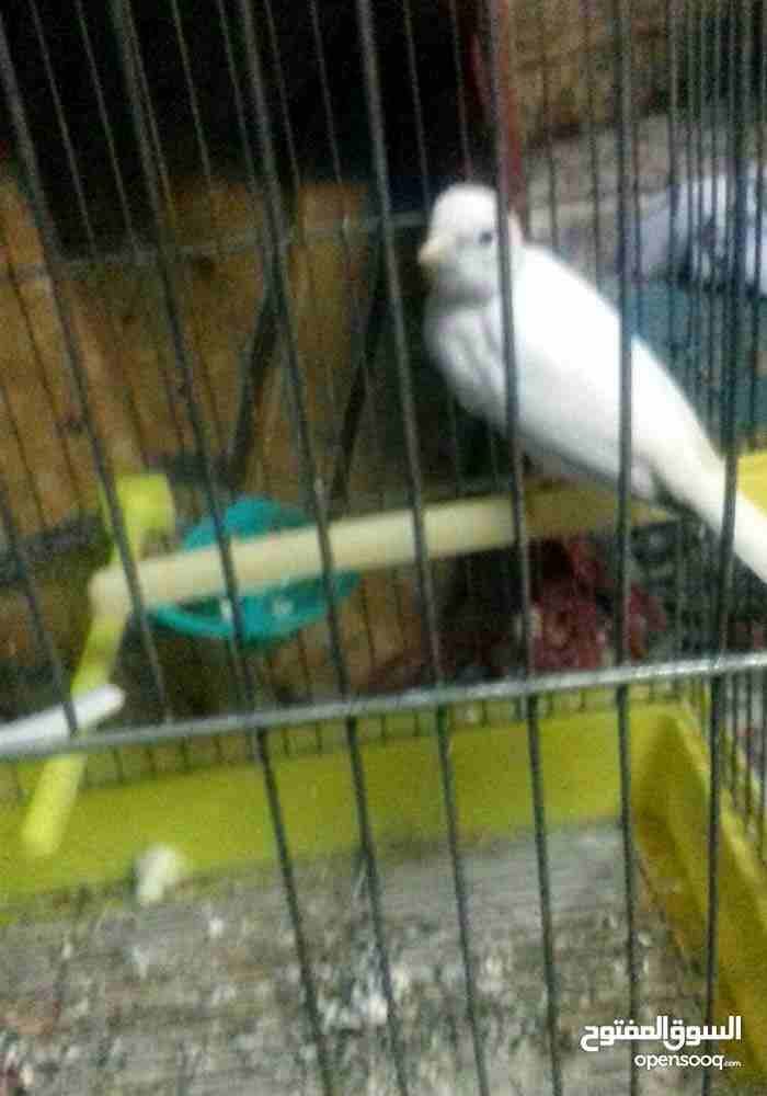طيره بكريه
لا تنسَ أنك شاهدت هذا الإعلان في عنكبوت
بسم الله ما شاء الله
طيره بكريه اول خيرها
الس...