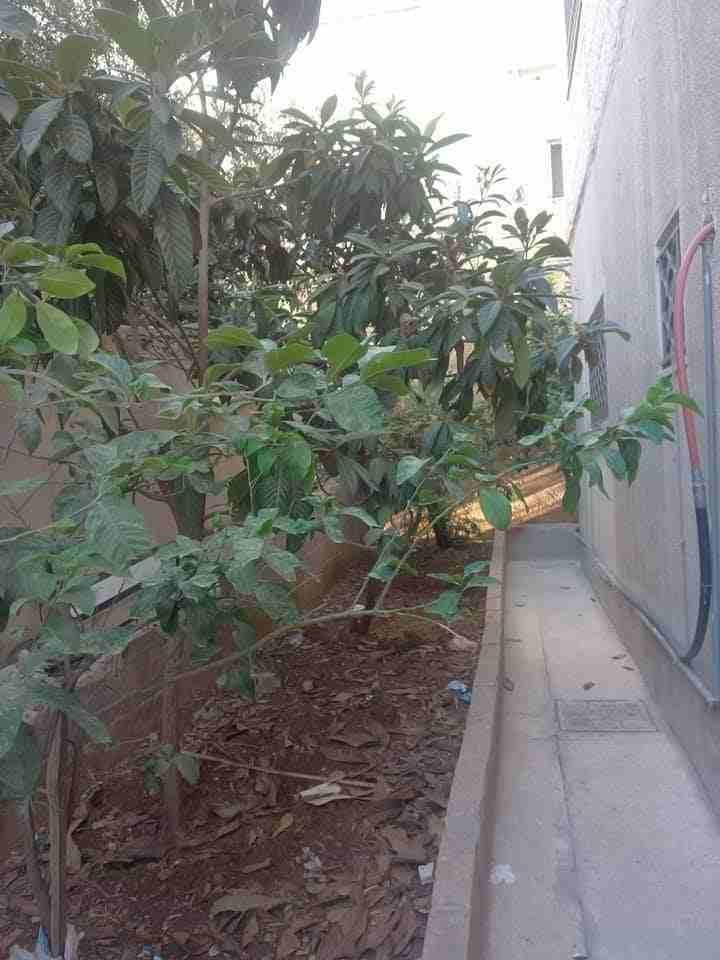 البيادر
لا تنسَ أنك شاهدت هذا الإعلان في عنكبوت
للبيع عماره في البيادر بجانب مسجد البرار مكونه 4ط...