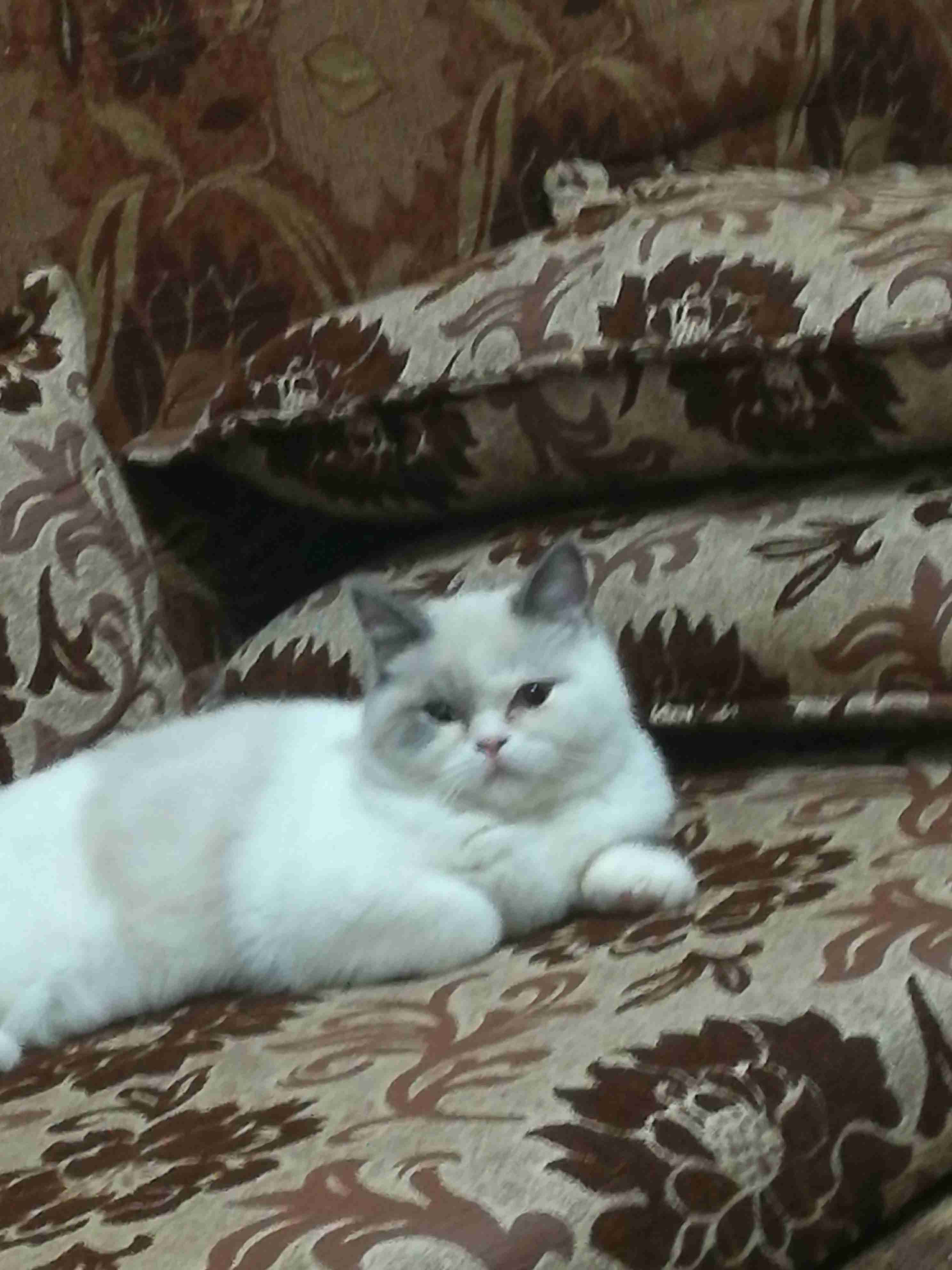 اربد الحي الجنوبي خلف مسجد علياء التل
لا تنسَ أنك شاهدت هذا الإعلان في عنكبوت
قطه شرا زيه لون...