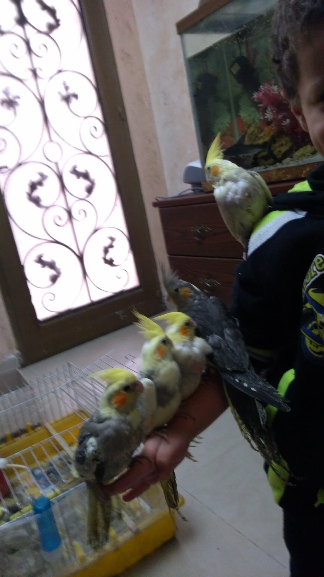 كوكتيل اليف
لا تنسَ أنك شاهدت هذا الإعلان في عنكبوت
ما شاء الله
كوكتيل اليف فطم جديد
الحبة 20...