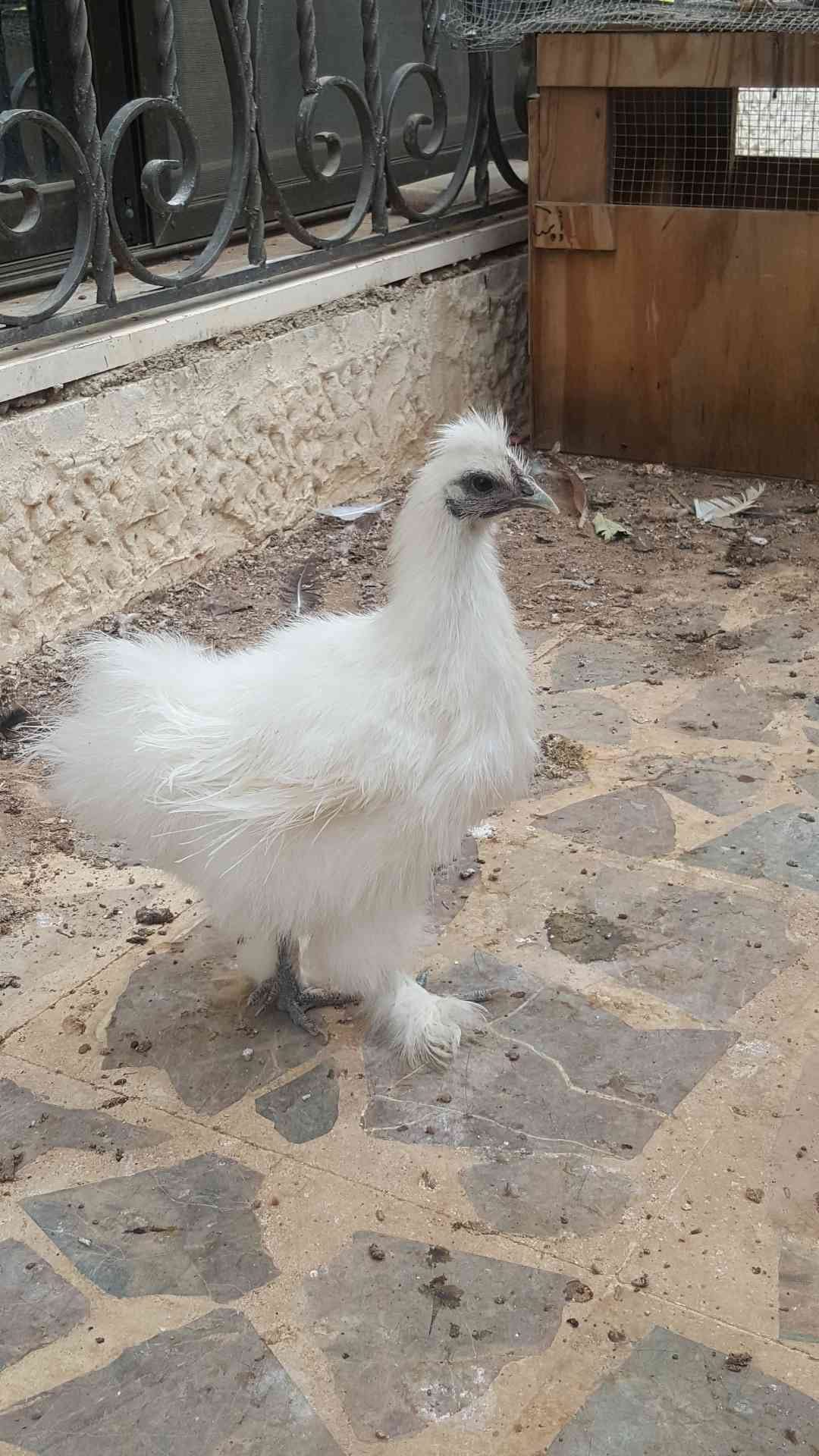 حبشه فرنسي ابيض حجم جامبو دجاجه مصوفه
لا تنسَ أنك شاهدت هذا الإعلان في عنكبوت
عمر 8 شه...